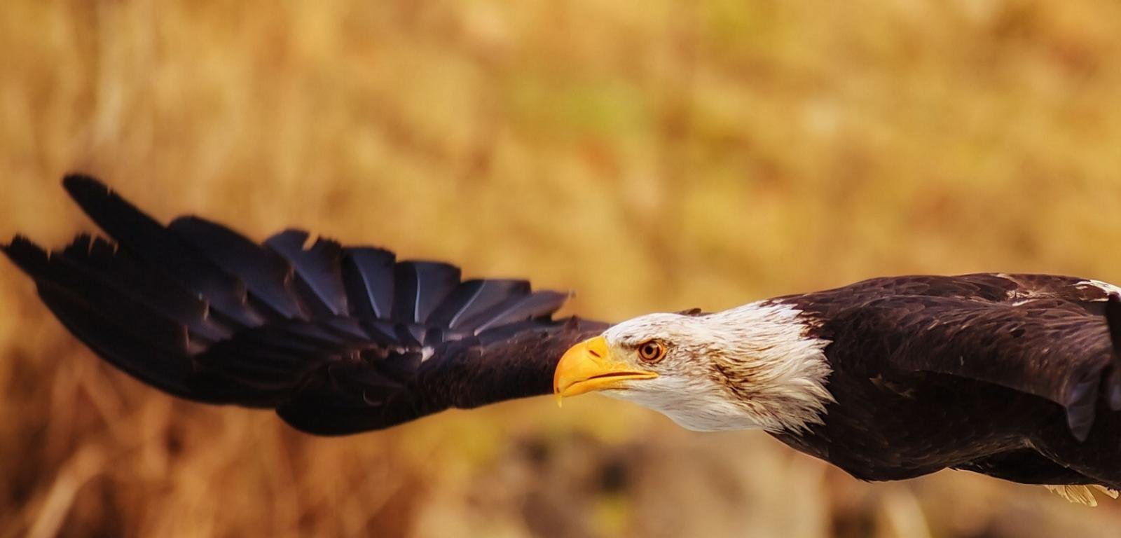 High resolution American Bald Eagle hd 1600x768 wallpaper ID:68735 for computer