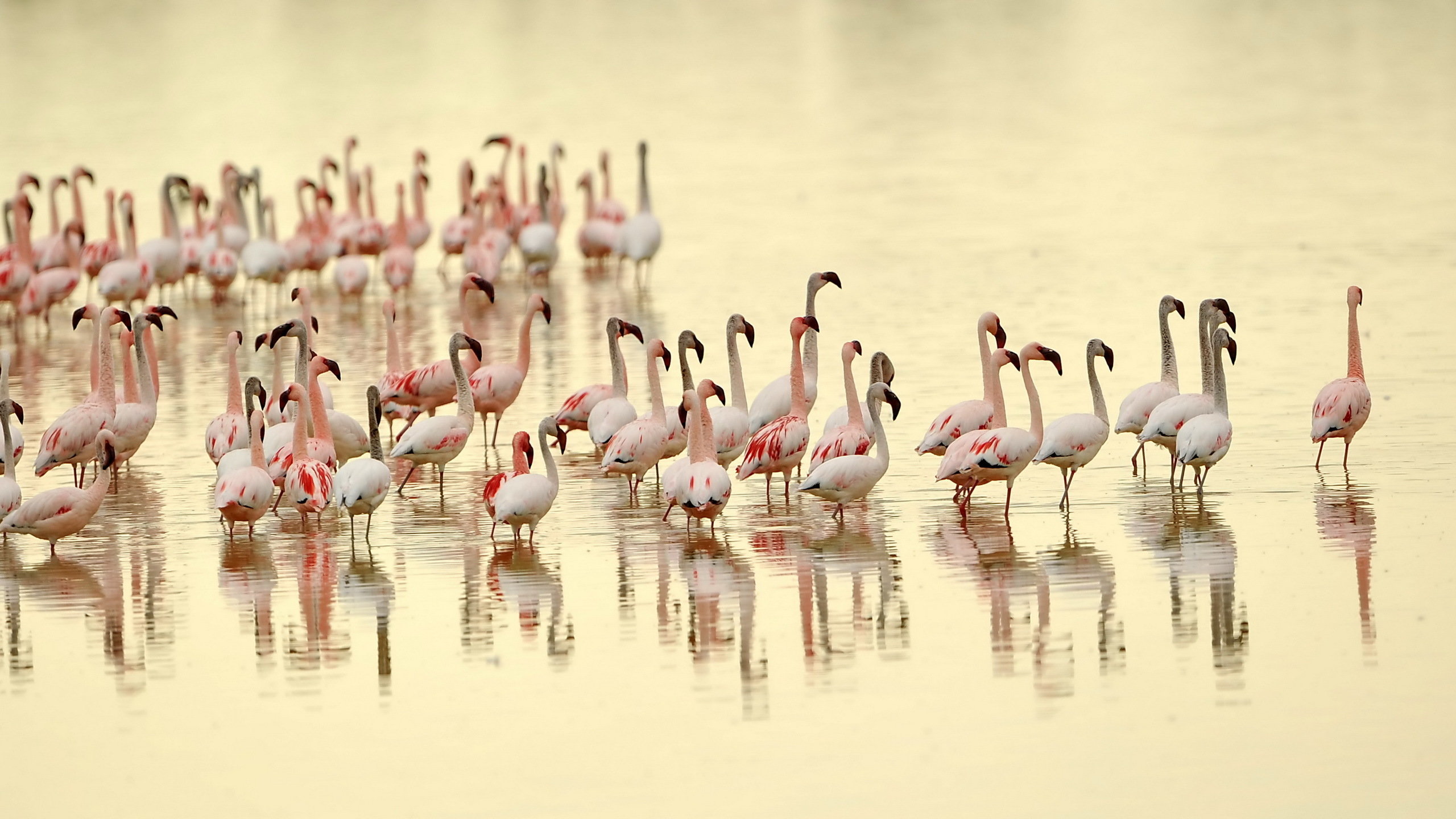 Download hd 2560x1440 Flamingo computer background ID:66677 for free
