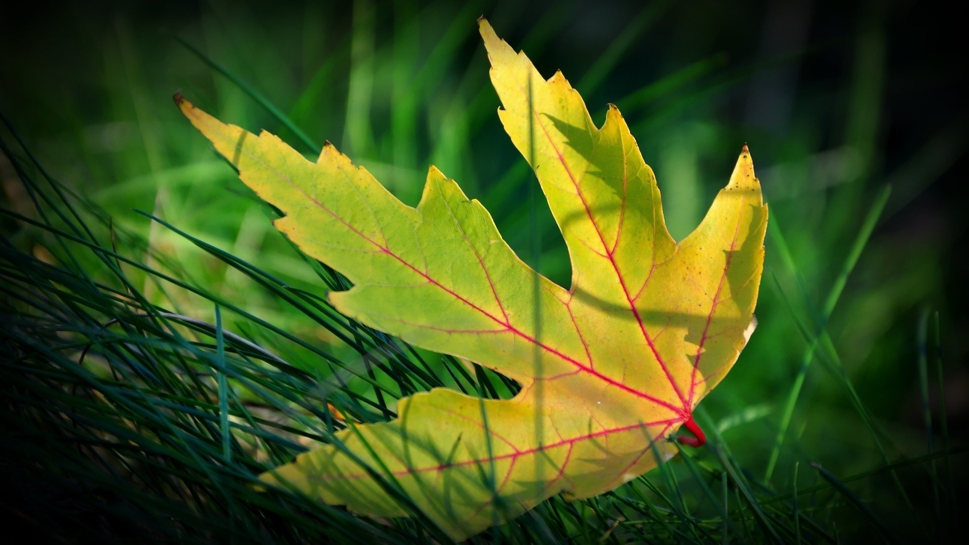 Download full hd 1920x1080 Leaf computer wallpaper ID:361057 for free