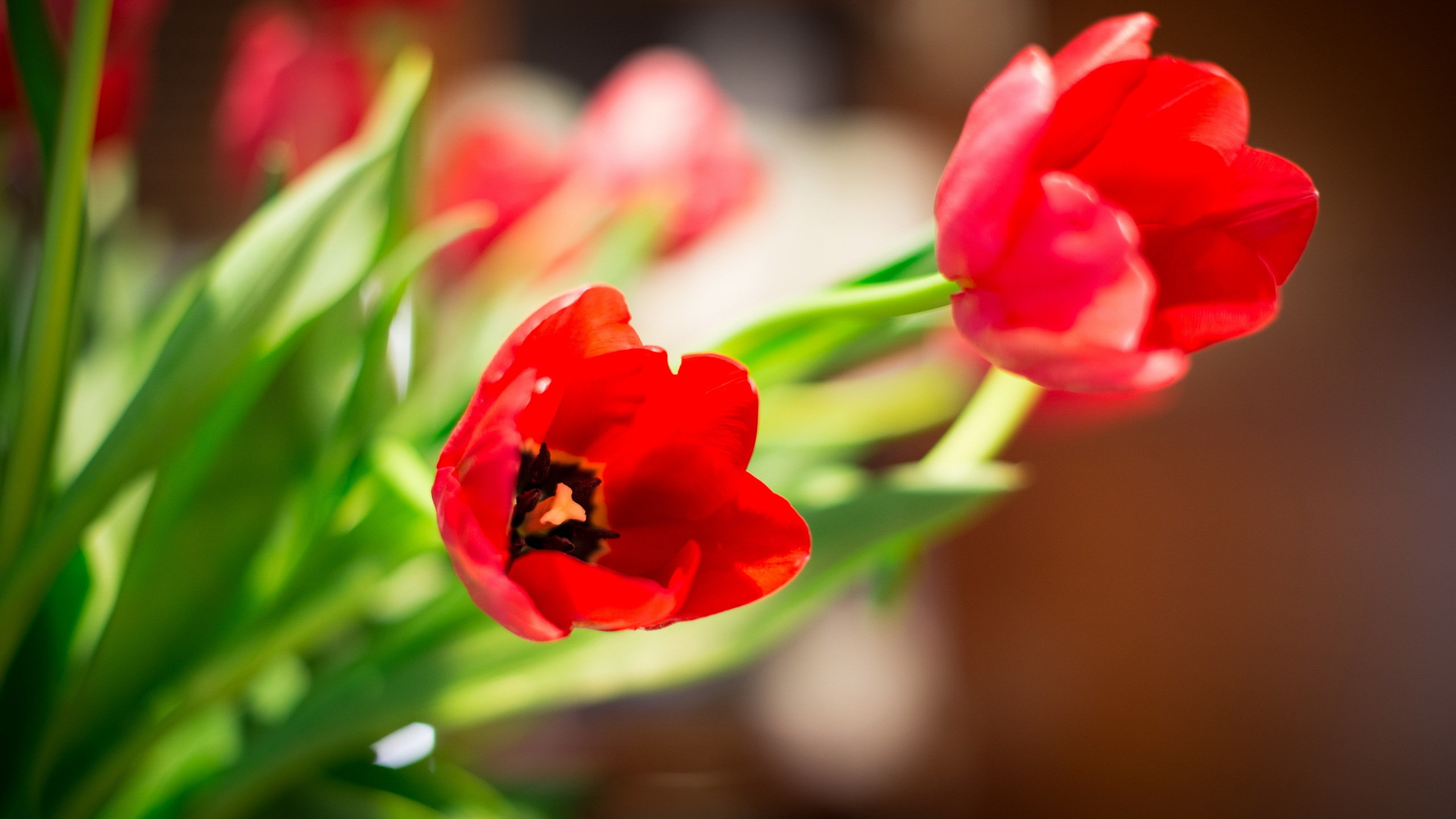 Best Tulip background ID:157308 for High Resolution hd 2560x1440 computer