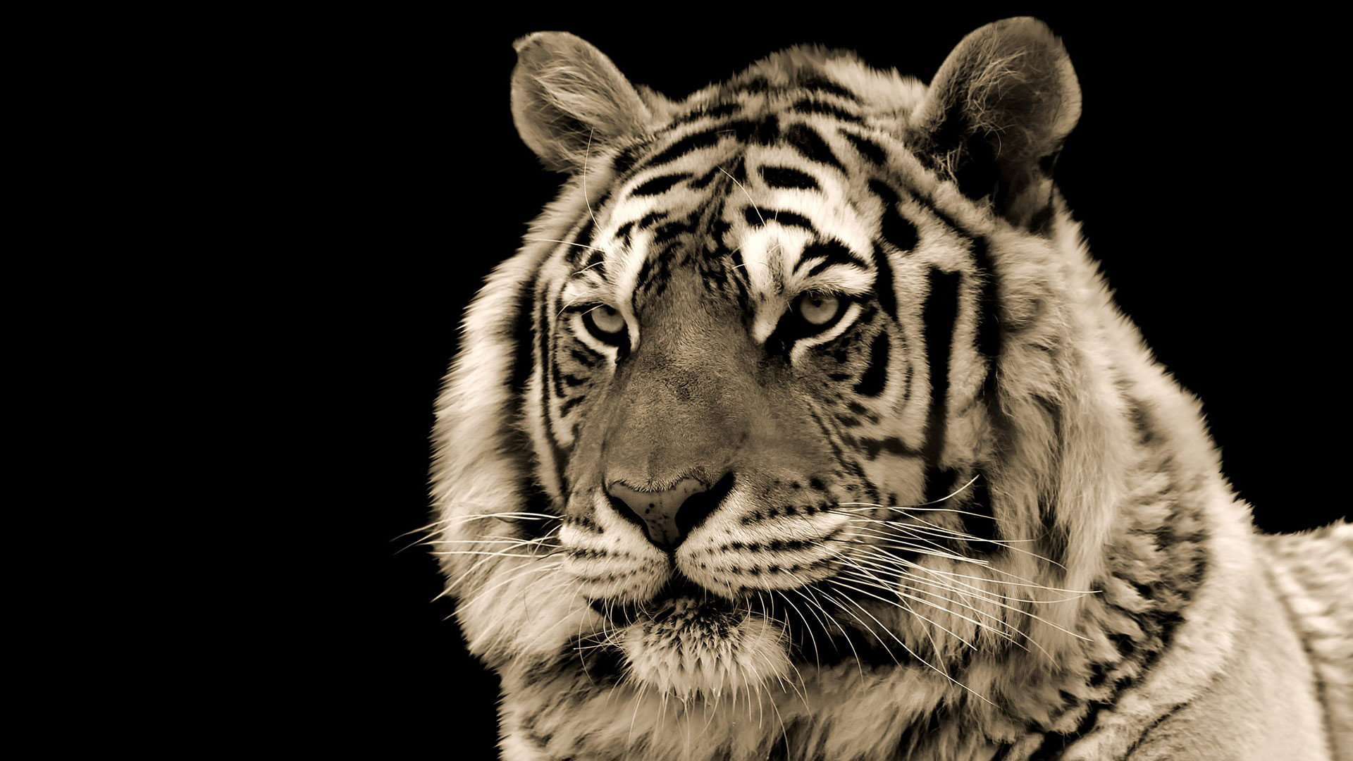 Best White Tiger background ID:175015 for High Resolution 1080p computer