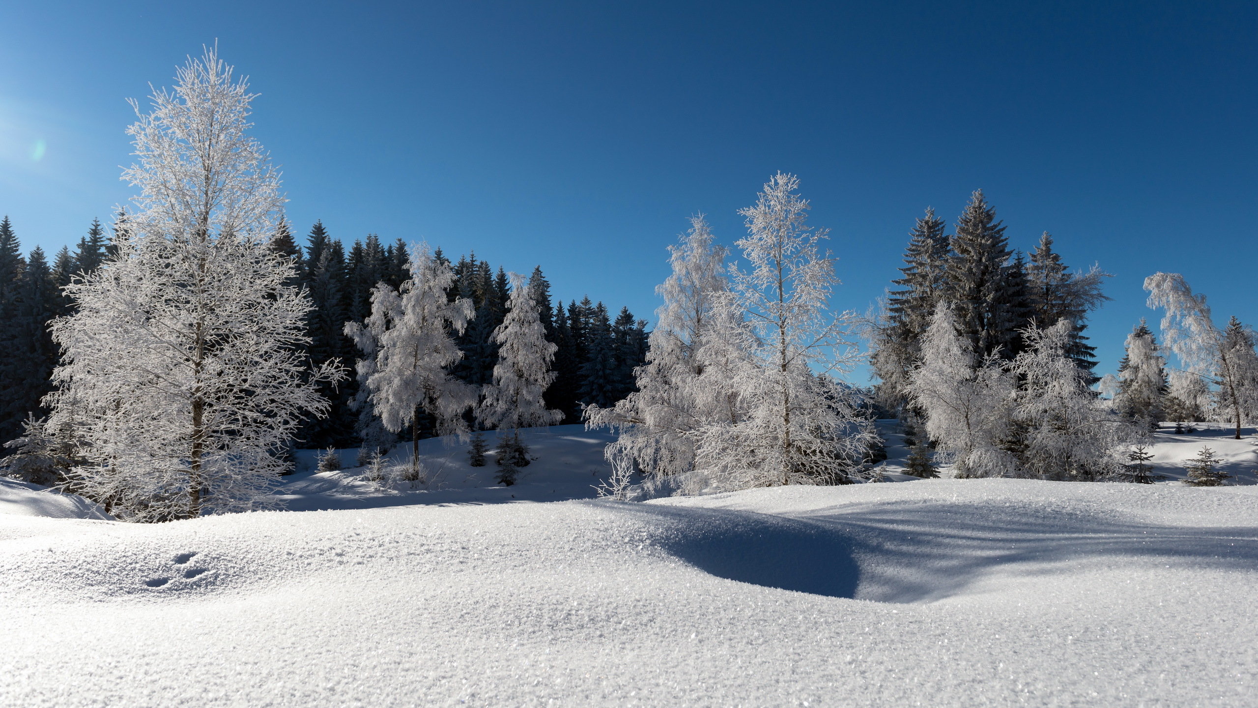 Free Winter high quality background ID:251473 for hd 2560x1440 computer