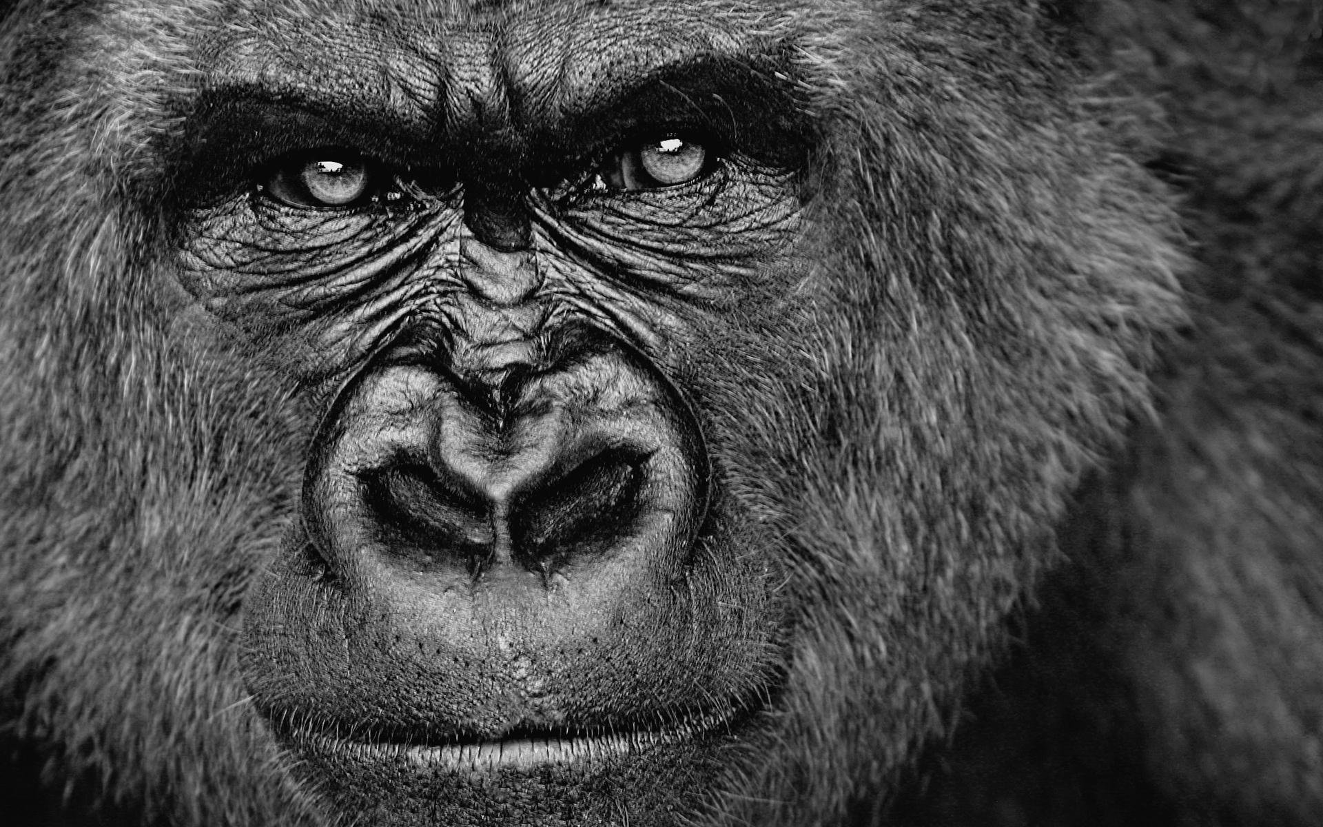 Awesome Gorilla free wallpaper ID:145514 for hd 1920x1200 PC