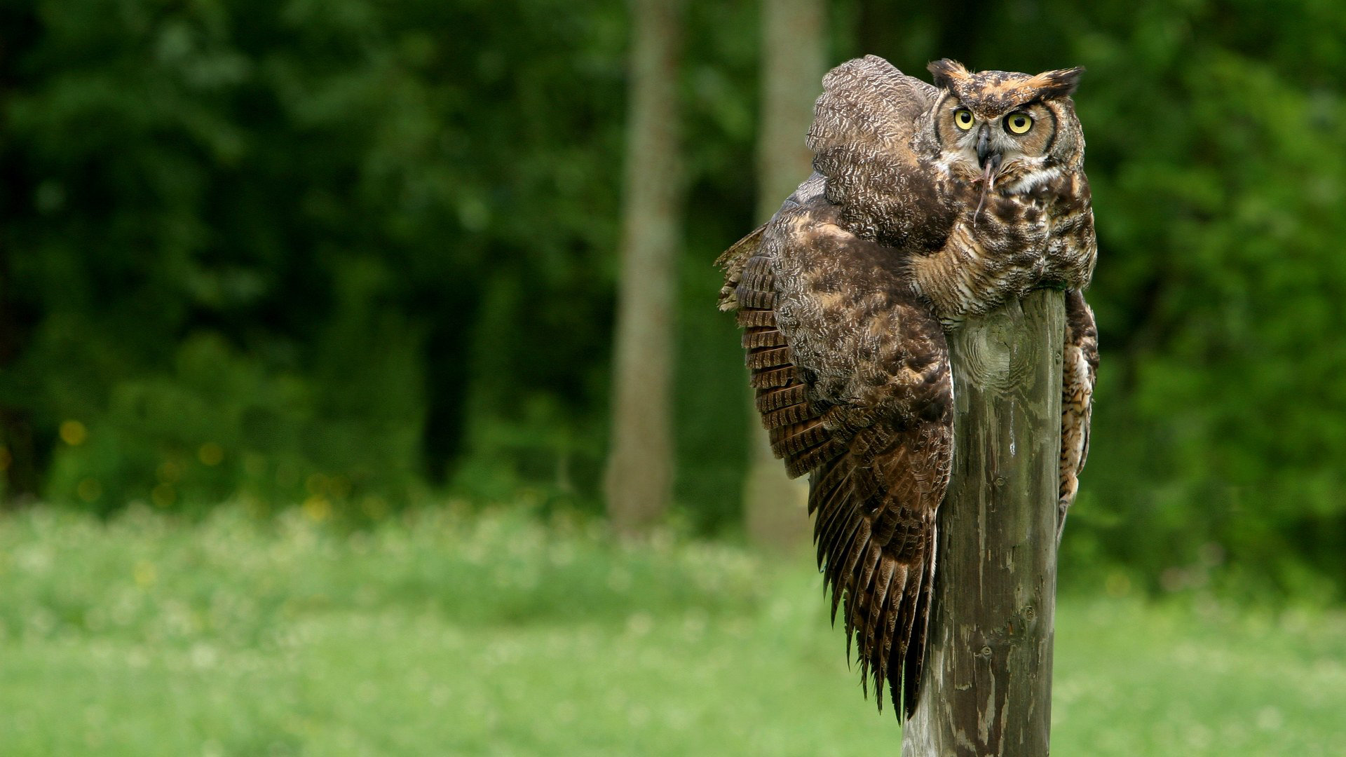 Awesome Great Horned Owl free background ID:297783 for full hd 1920x1080 PC