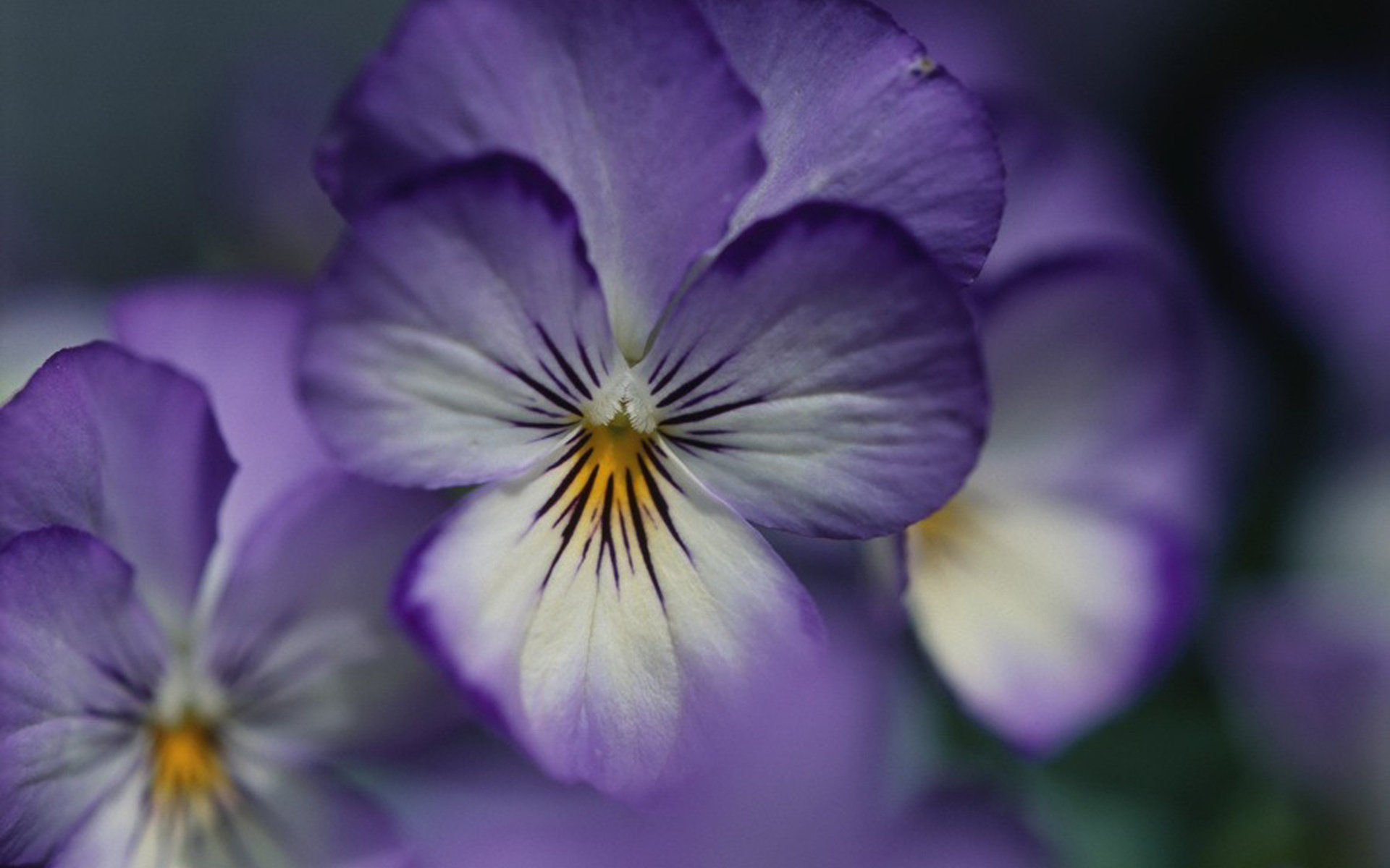 Download hd 1920x1200 Pansy PC background ID:163667 for free