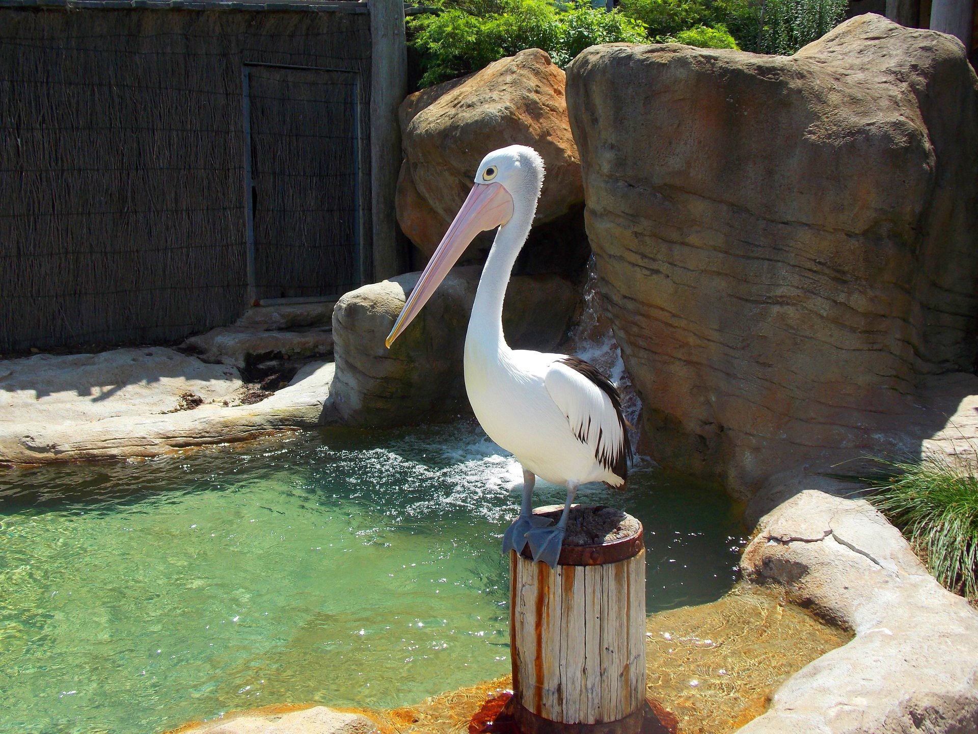 Best Pelican background ID:189570 for High Resolution hd 1920x1440 computer
