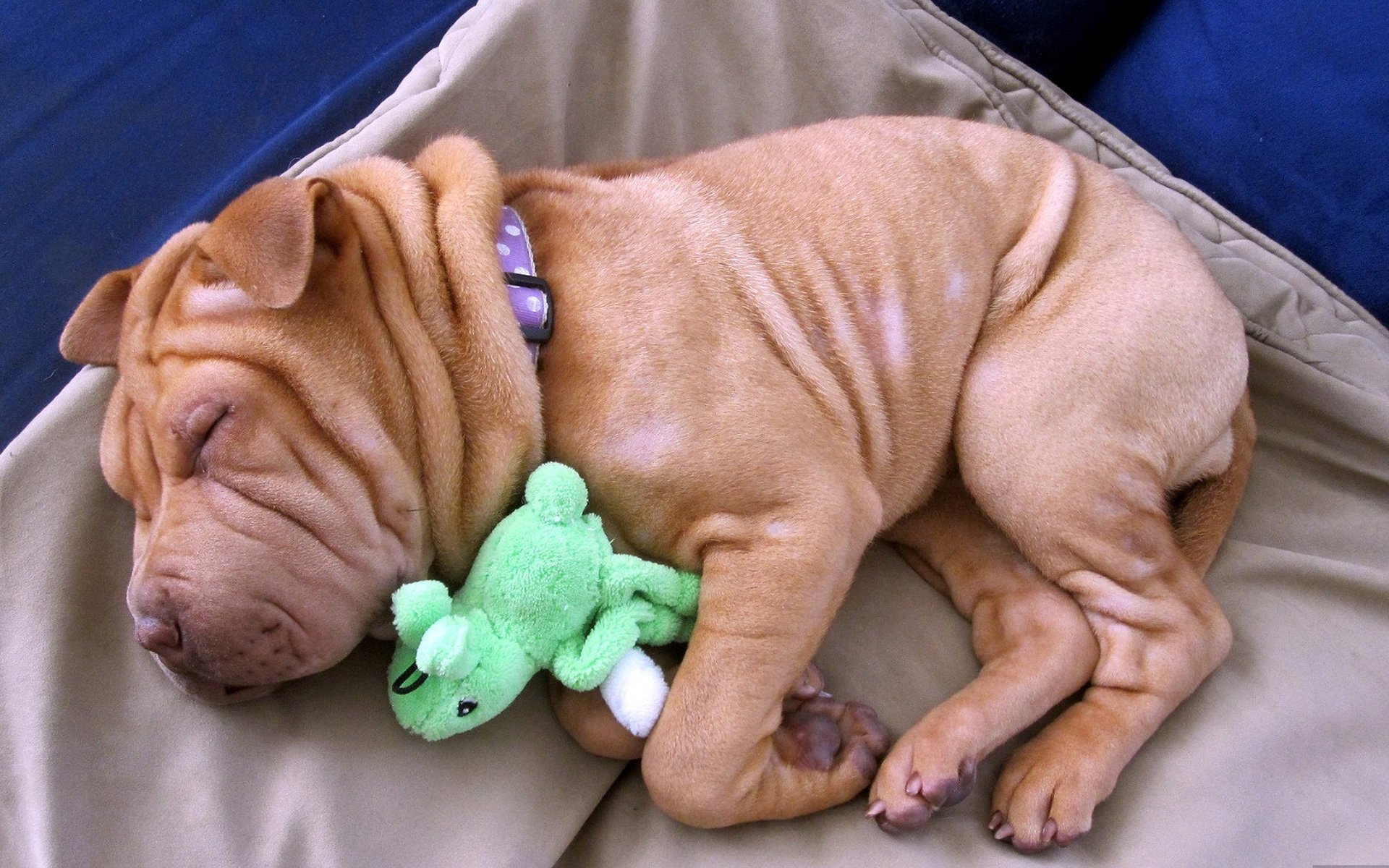 Free Shar Pei high quality background ID:376276 for hd 1920x1200 computer