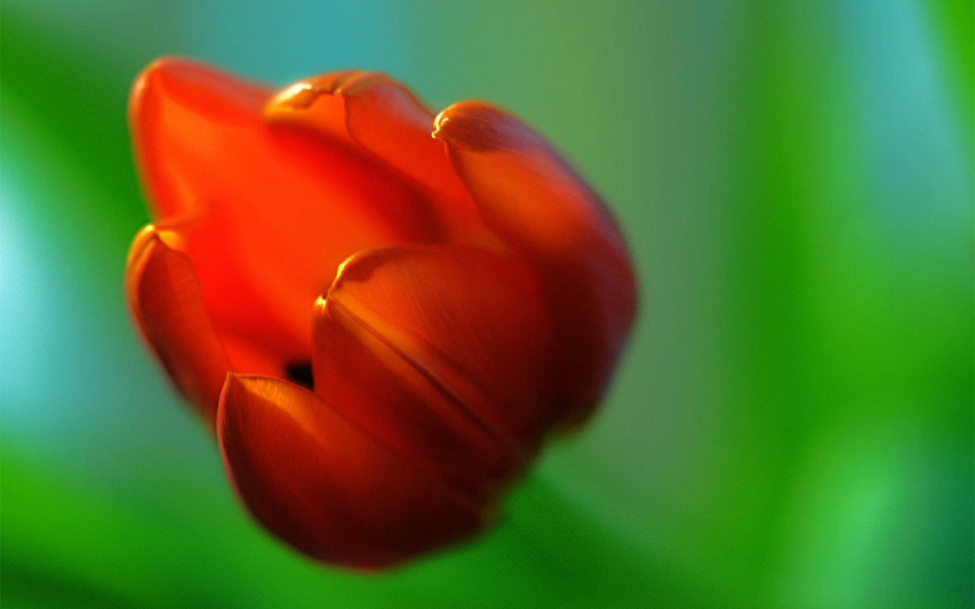 Download hd 1920x1200 Tulip desktop background ID:157696 for free