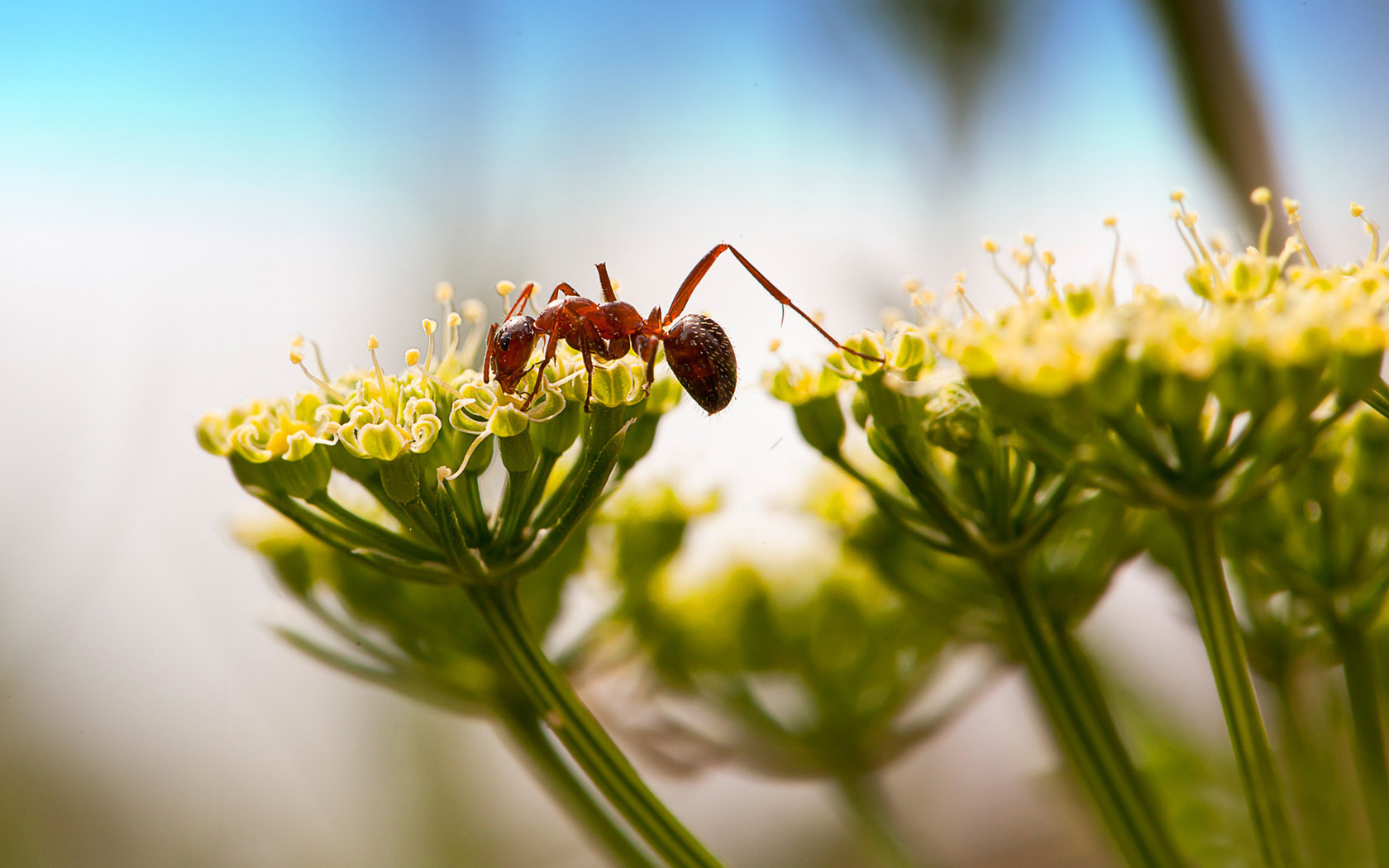 High resolution Ant hd 1680x1050 wallpaper ID:401290 for PC
