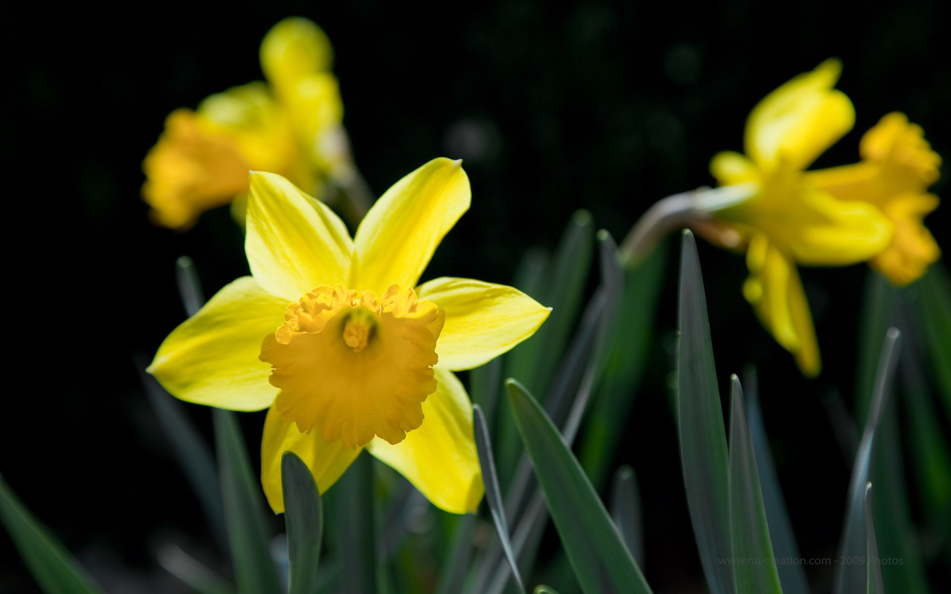 Free download Daffodil background ID:375649 hd 1920x1200 for computer