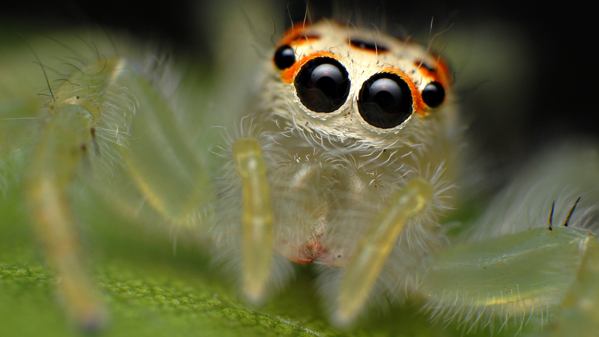 Free Spider high quality wallpaper ID:22273 for full hd desktop