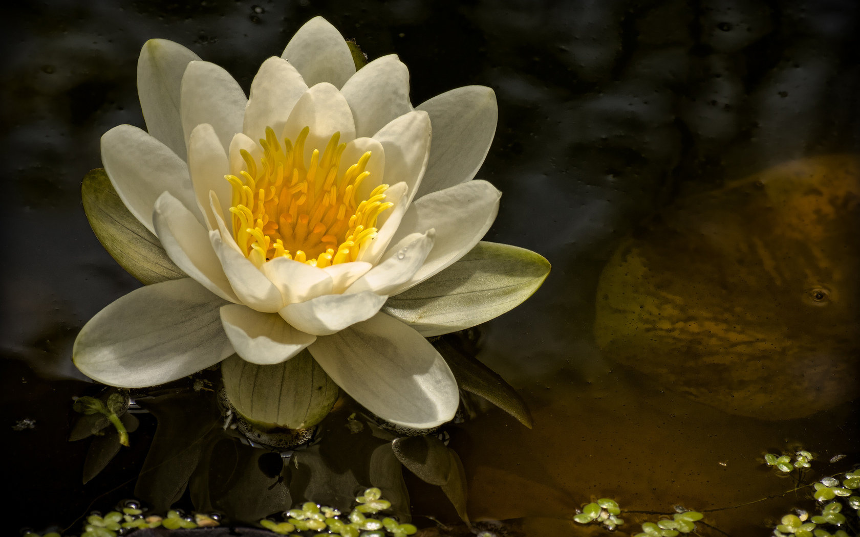 Download hd 1680x1050 Water Lily desktop wallpaper ID:366153 for free