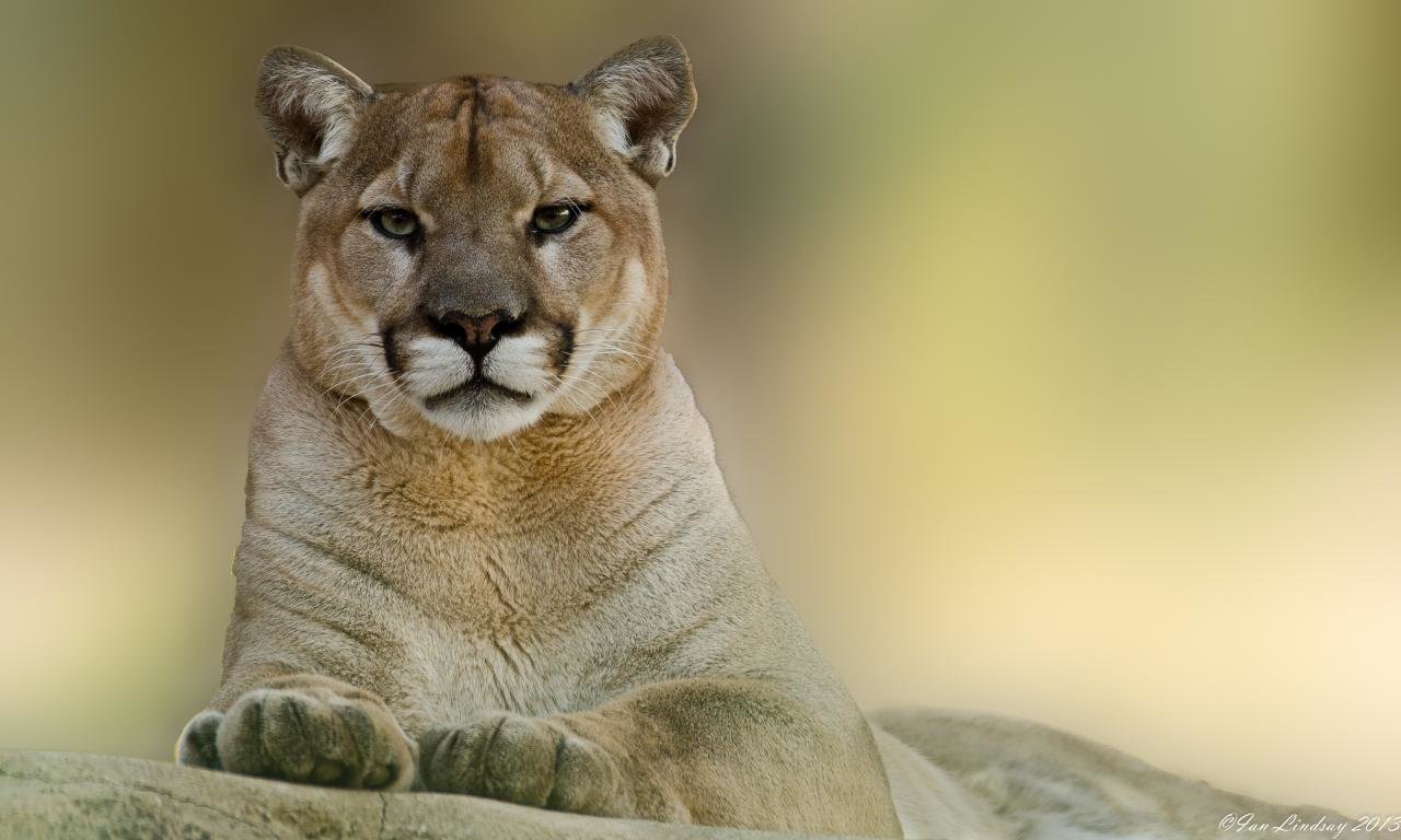 Awesome Cougar free wallpaper ID:81722 for hd 1280x768 computer
