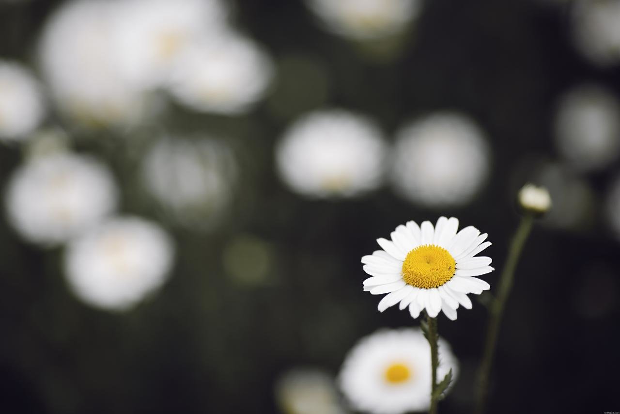 High resolution Daisy hd 1280x854 background ID:363337 for PC