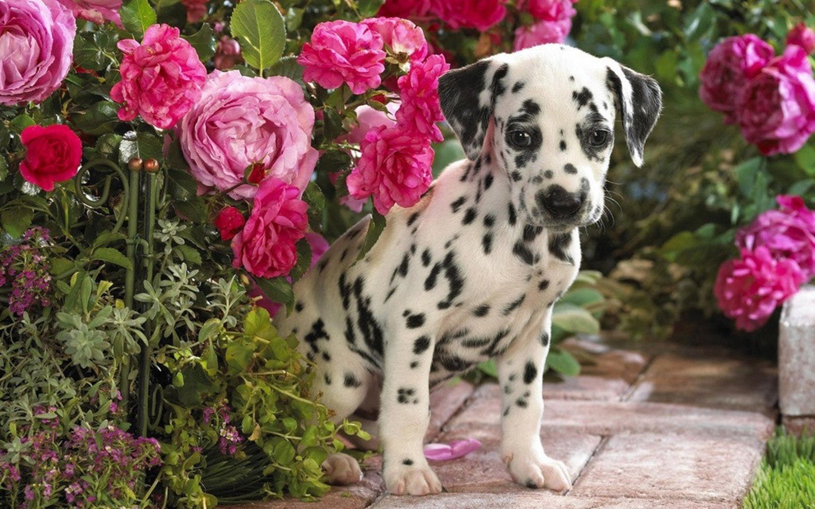 Download hd 1680x1050 Dalmatian computer background ID:433552 for free