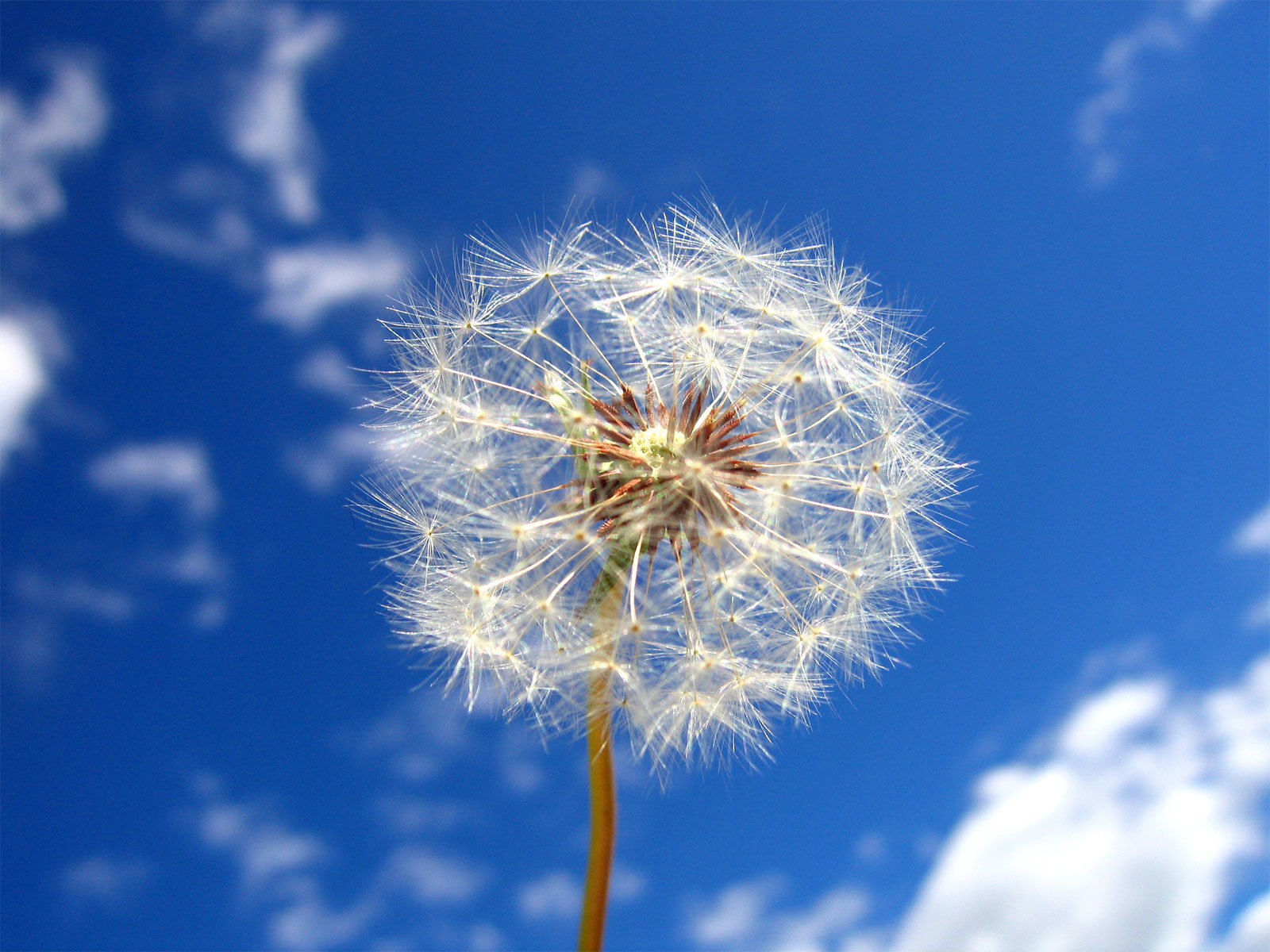 Free download Dandelion background ID:77850 hd 1600x1200 for PC