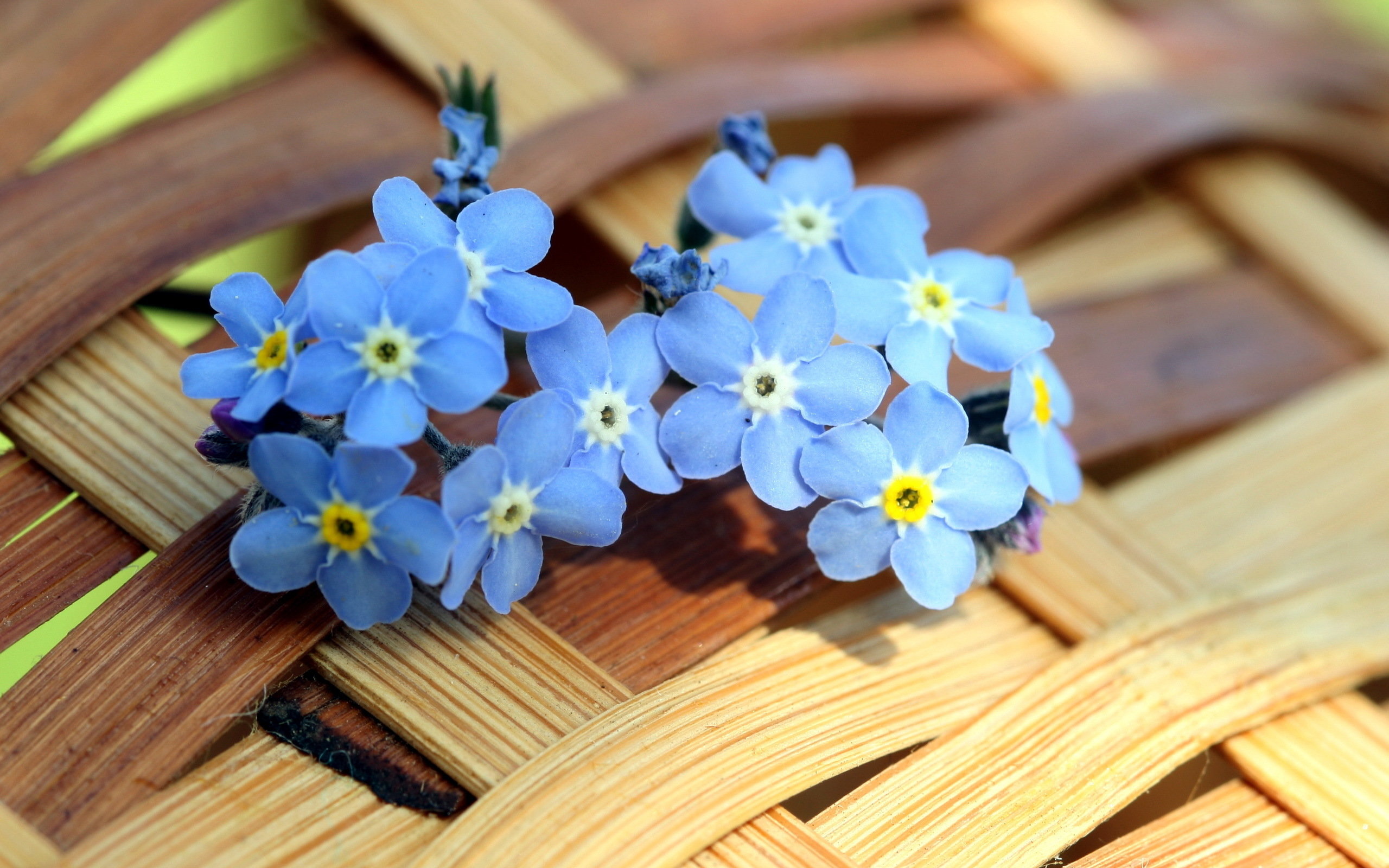 High resolution Forget-Me-Not hd 2560x1600 wallpaper ID:64147 for desktop