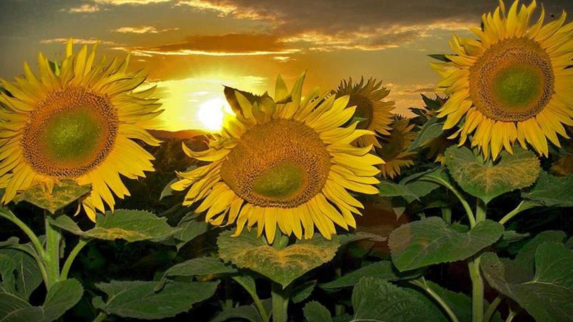 Free Sunflower high quality background ID:226550 for hd 1080p desktop