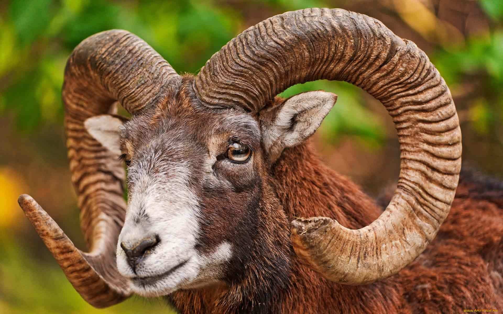 Best Bighorn Sheep background ID:445228 for High Resolution hd 1920x1200 computer