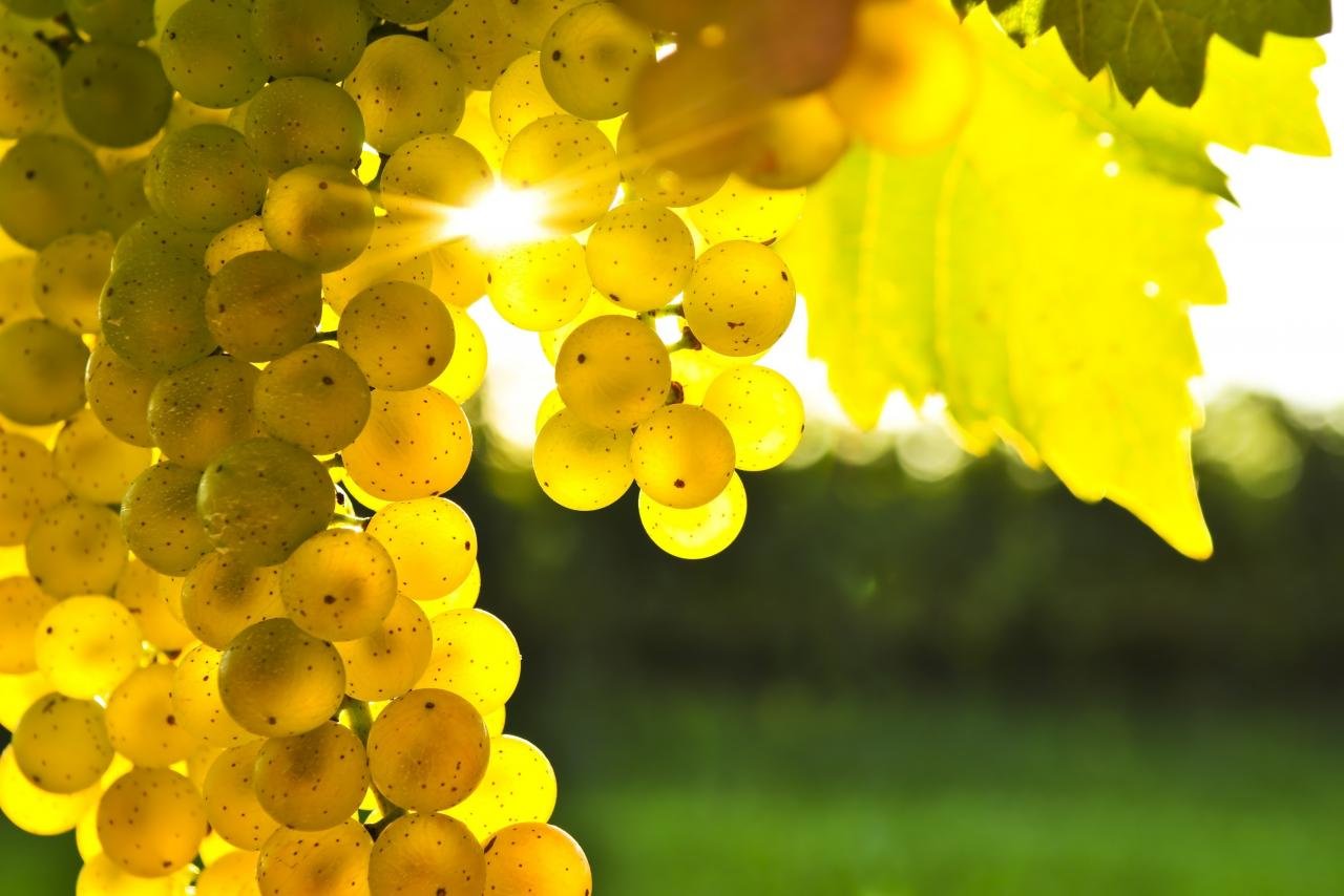 Awesome Grapes free wallpaper ID:420840 for hd 1280x854 computer