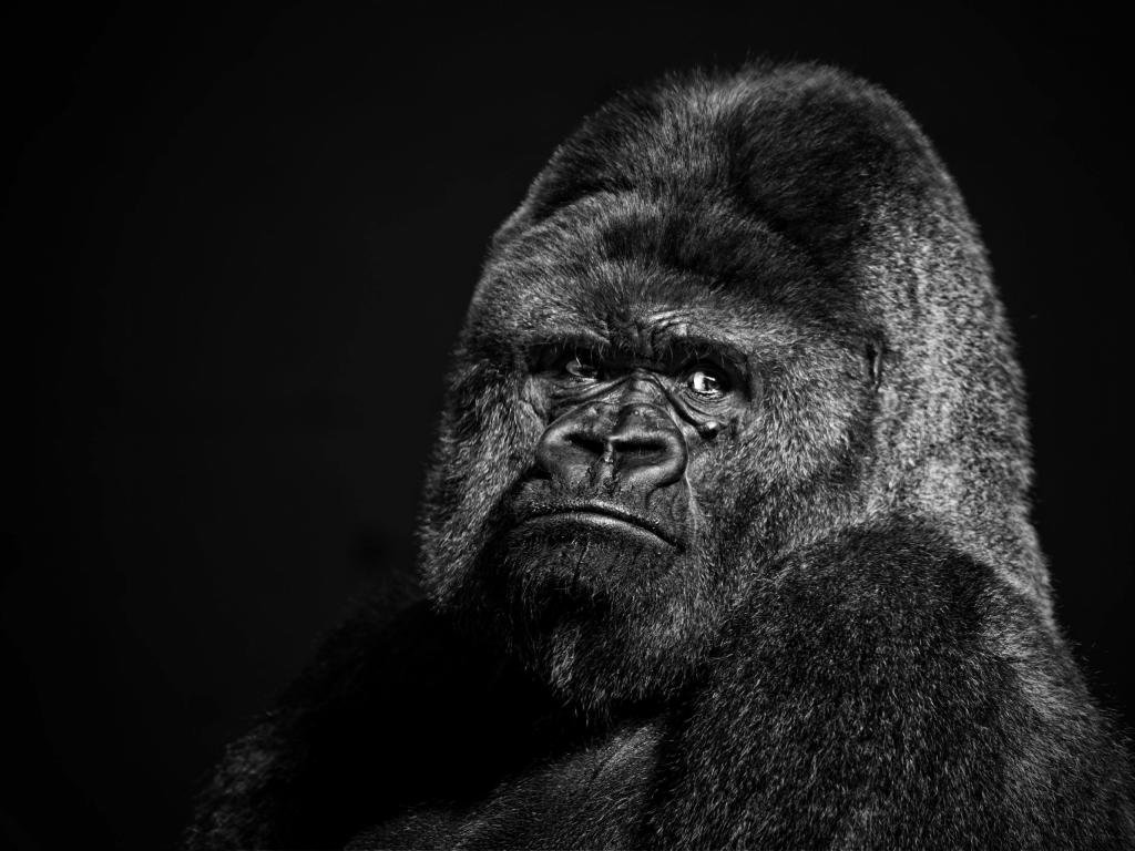 Free Gorilla high quality wallpaper ID:145578 for hd 1024x768 PC