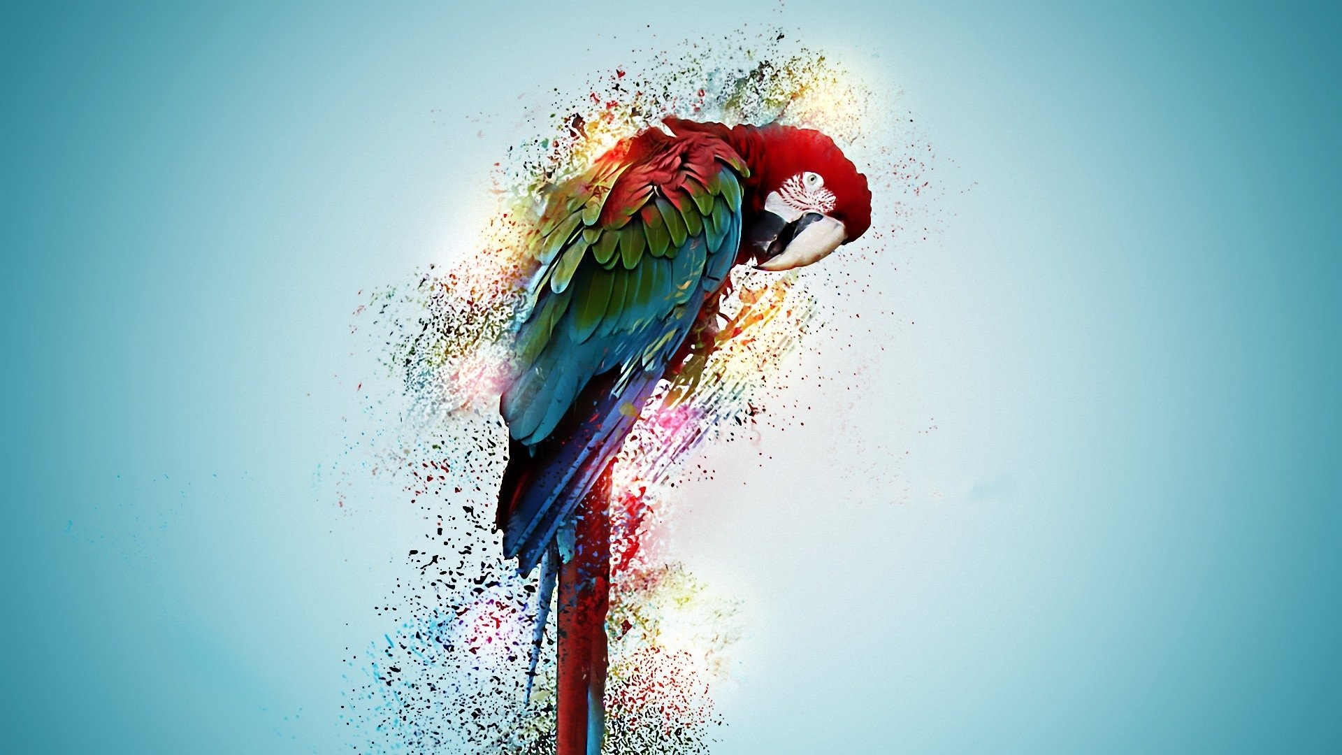 Awesome Macaw free background ID:46371 for full hd 1920x1080 PC
