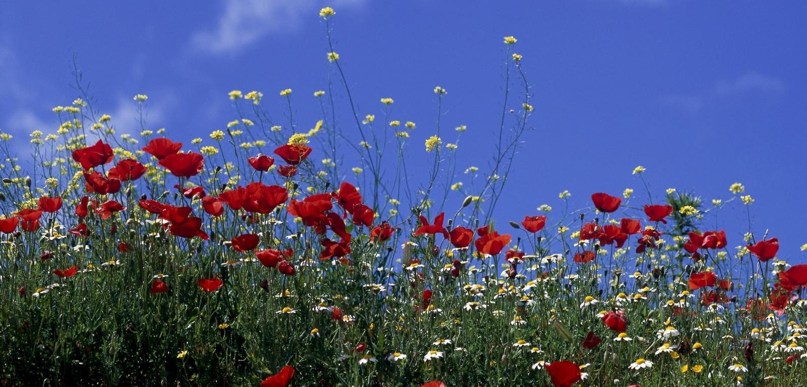 Free download Poppy wallpaper ID:99791 hd 1600x768 for PC