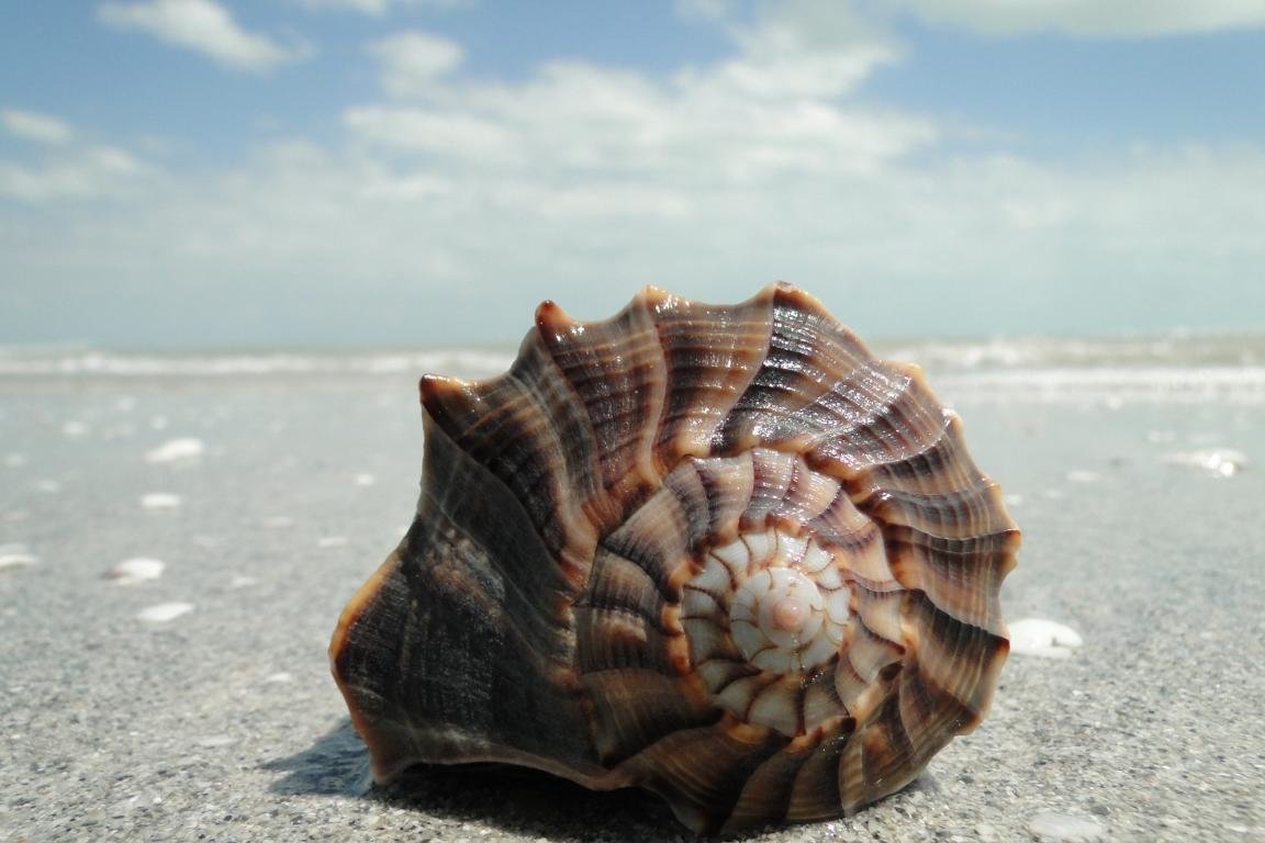 Awesome Shell free wallpaper ID:449945 for hd 1152x768 desktop