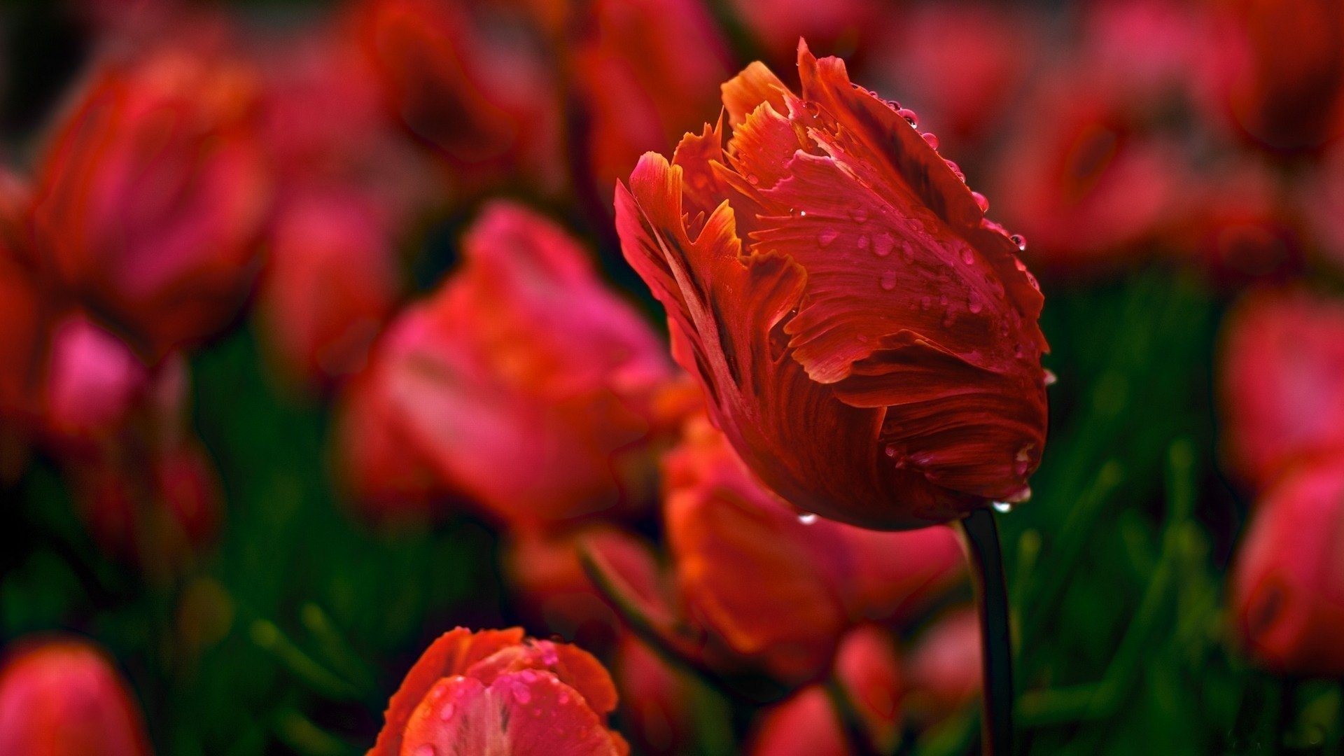 Awesome Tulip free background ID:157448 for 1080p PC