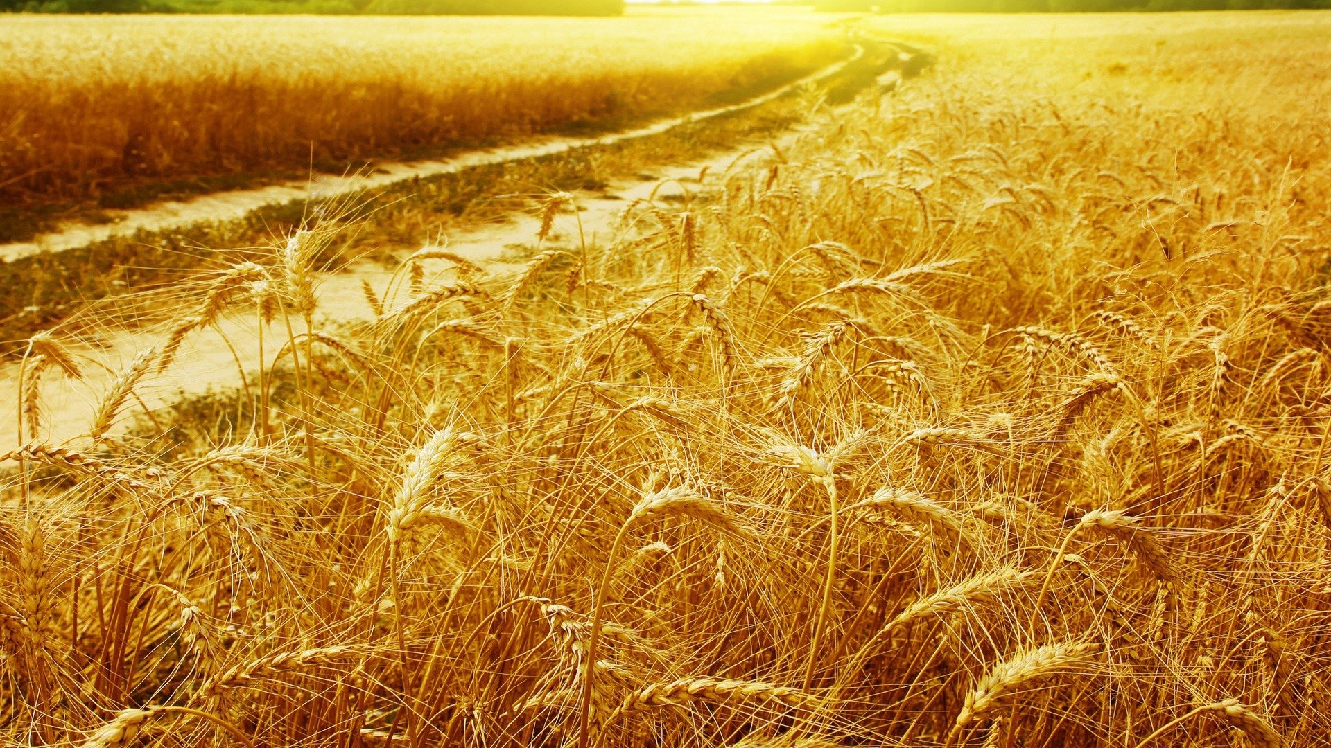 High resolution Wheat 1080p background ID:391860 for computer