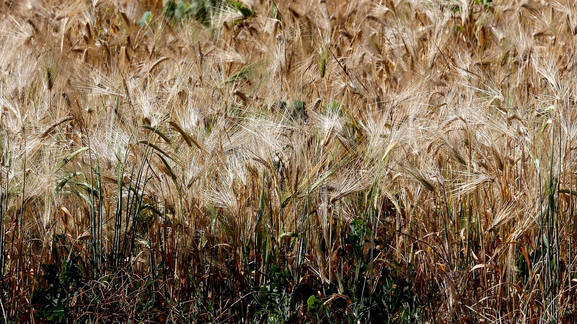 Awesome Wheat free wallpaper ID:392075 for hd 1080p computer
