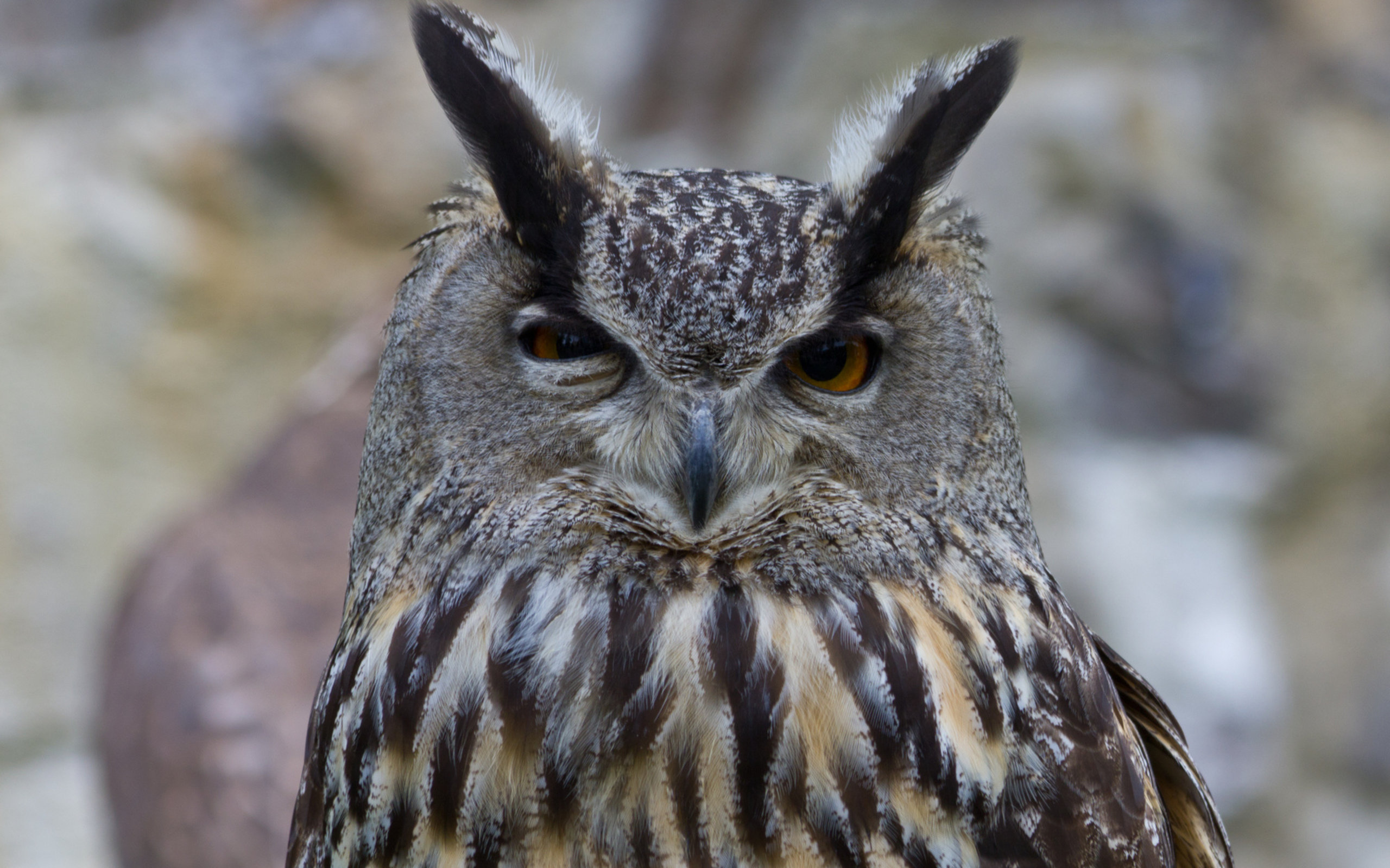 Free Great Horned Owl high quality wallpaper ID:297782 for hd 2560x1600 PC