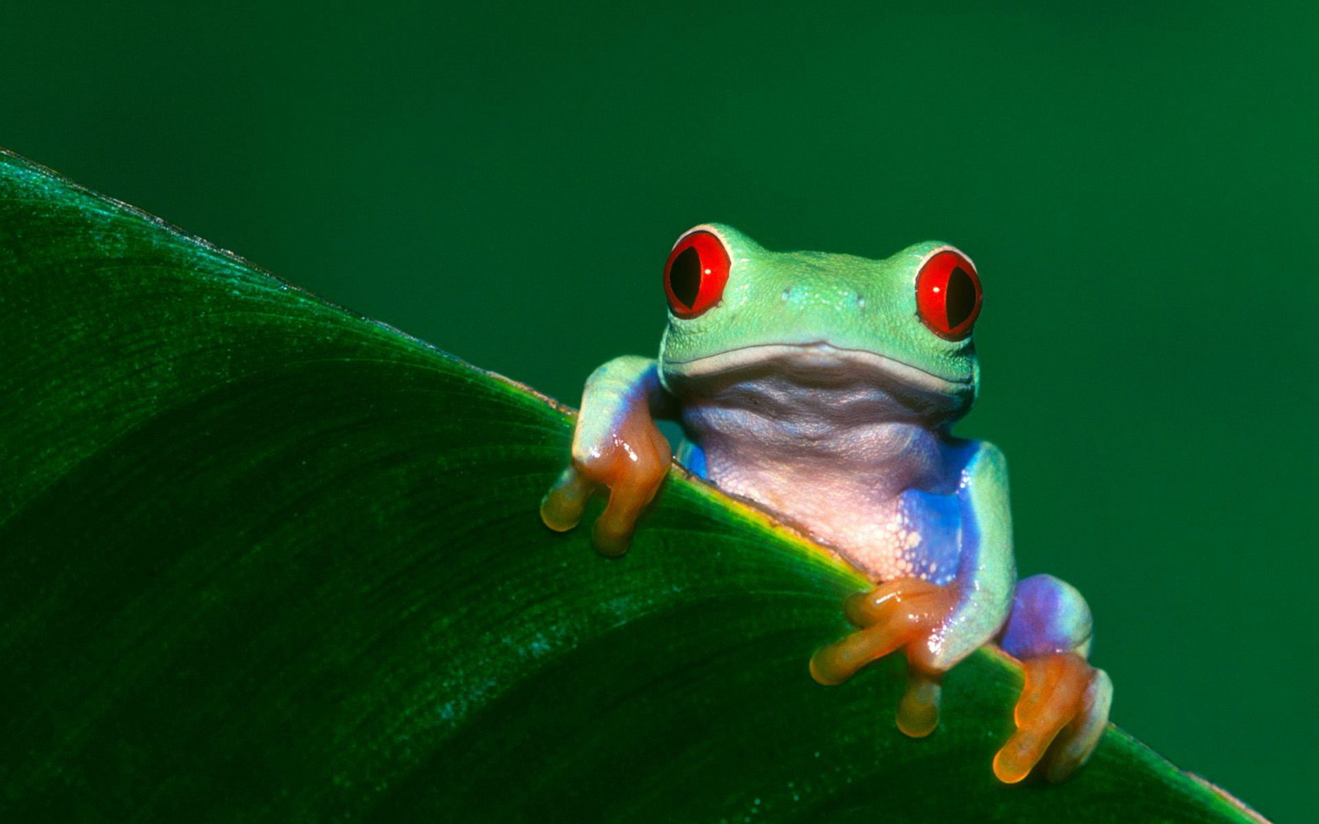 Awesome Tree Frog free background ID:385870 for hd 1920x1200 desktop