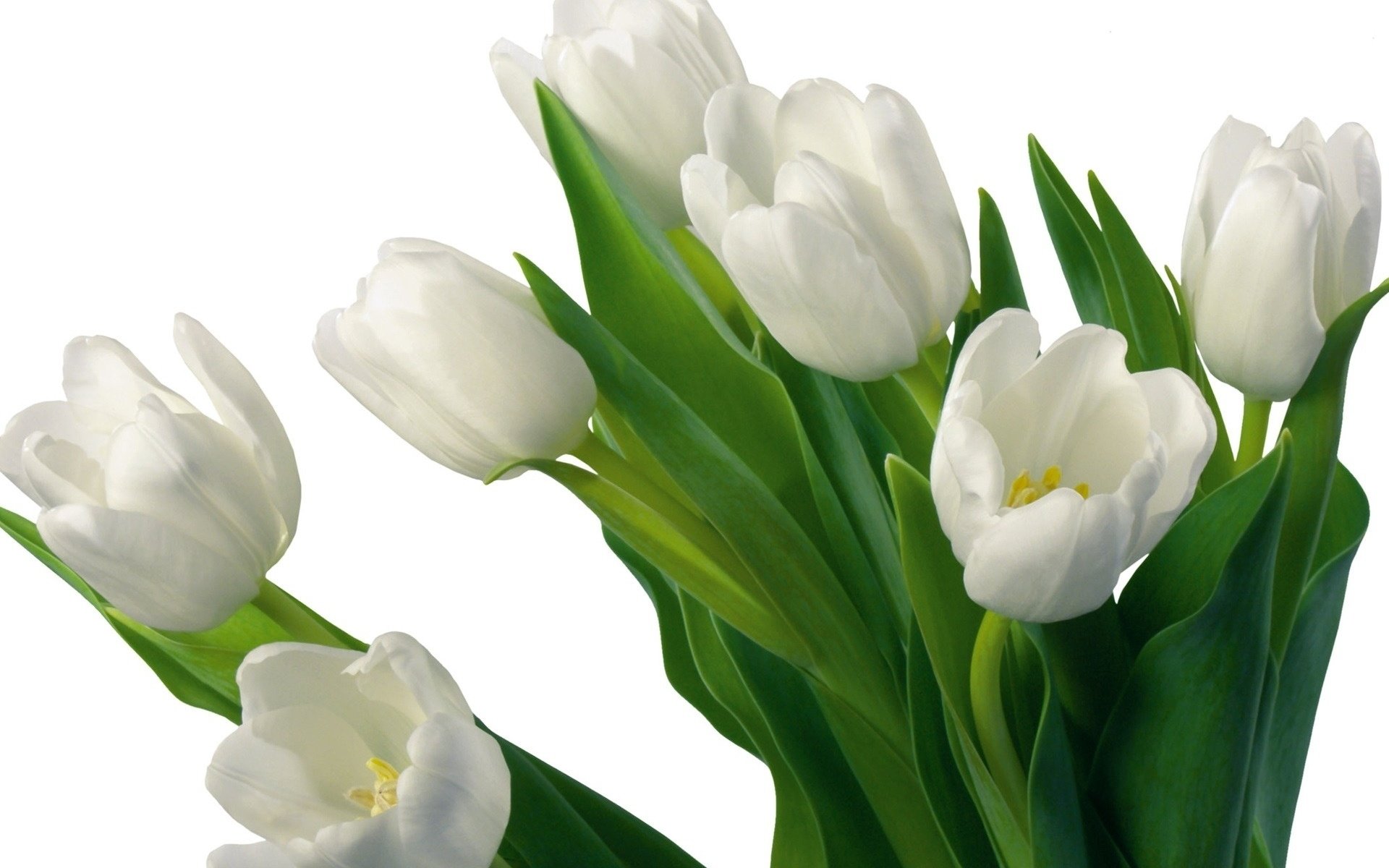 Free download Tulip background ID:157441 hd 1920x1200 for computer