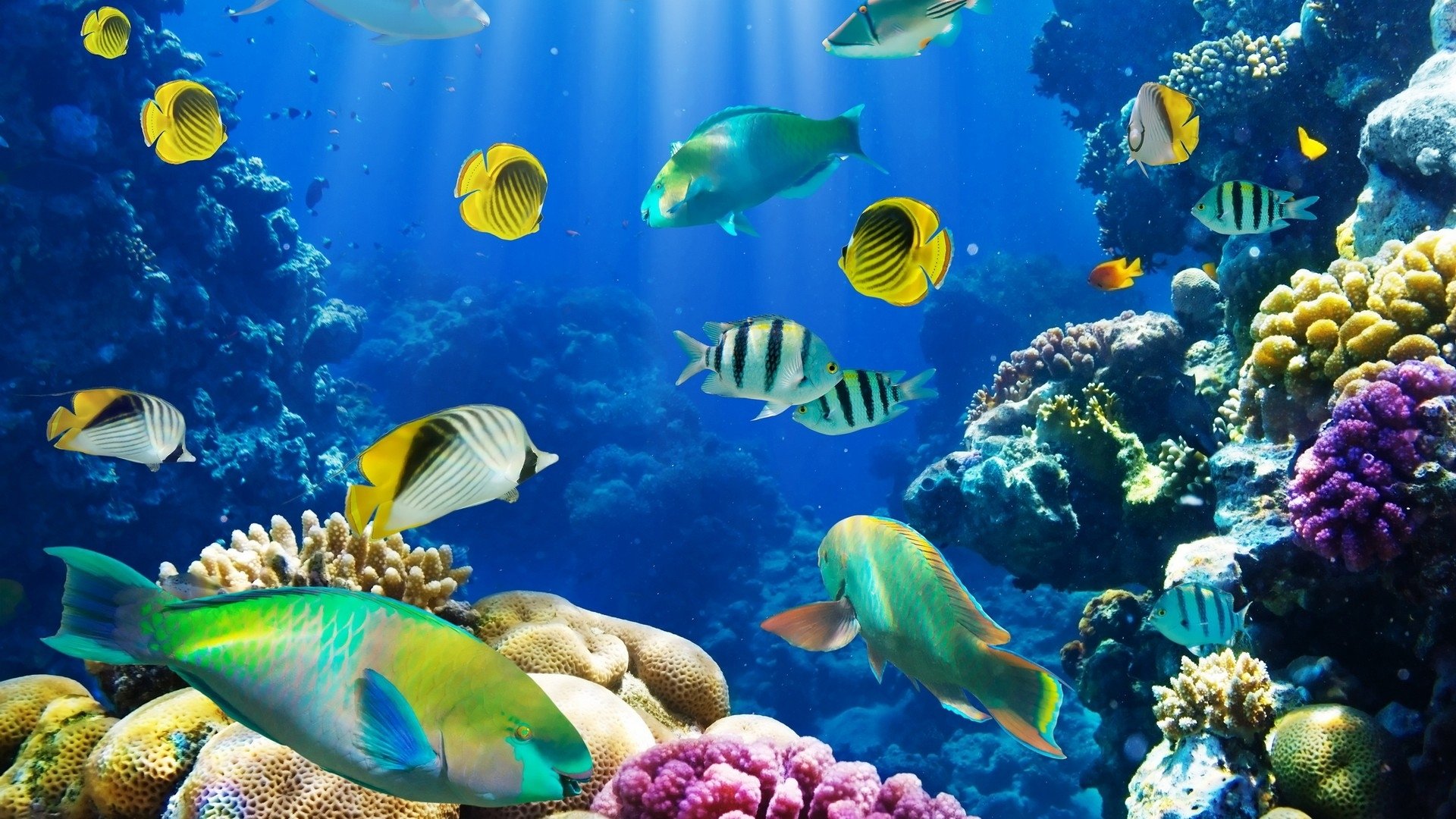 Awesome Fish free wallpaper ID:66152 for 1080p desktop