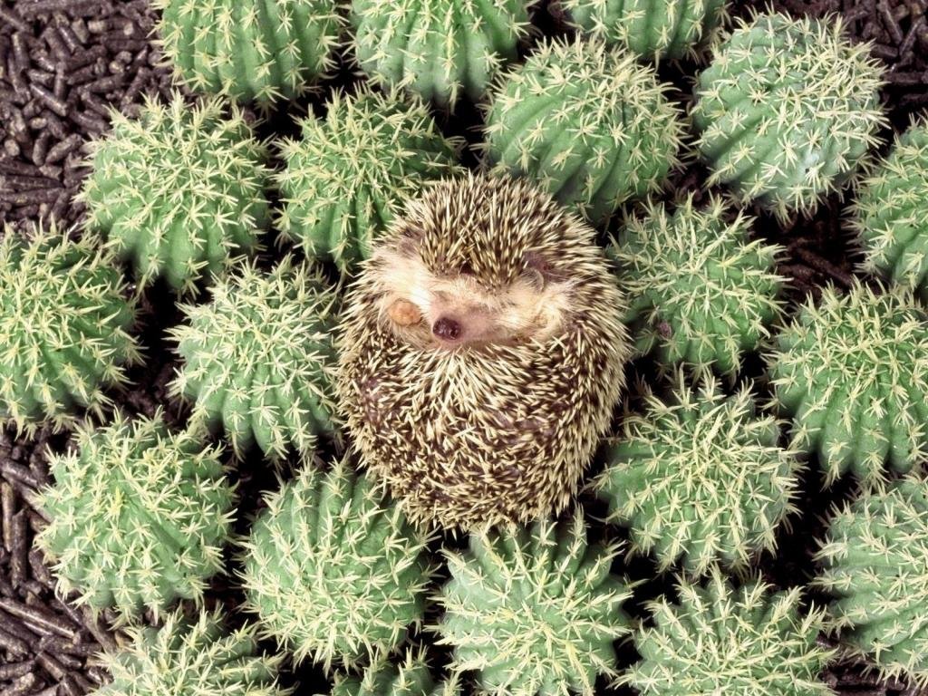 Awesome Hedgehog free wallpaper ID:241822 for hd 1024x768 computer