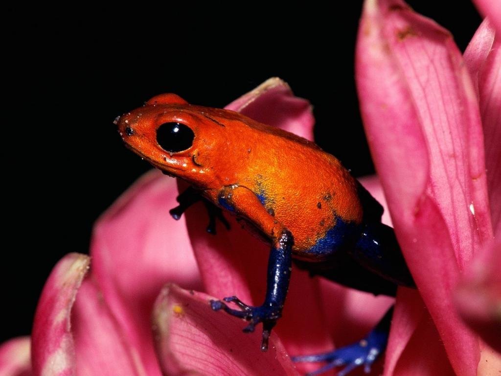 High resolution Poison Dart Frog hd 1024x768 background ID:253507 for PC