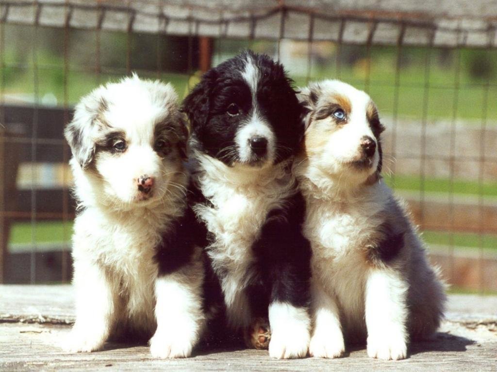 Download hd 1024x768 Puppy computer background ID:46902 for free