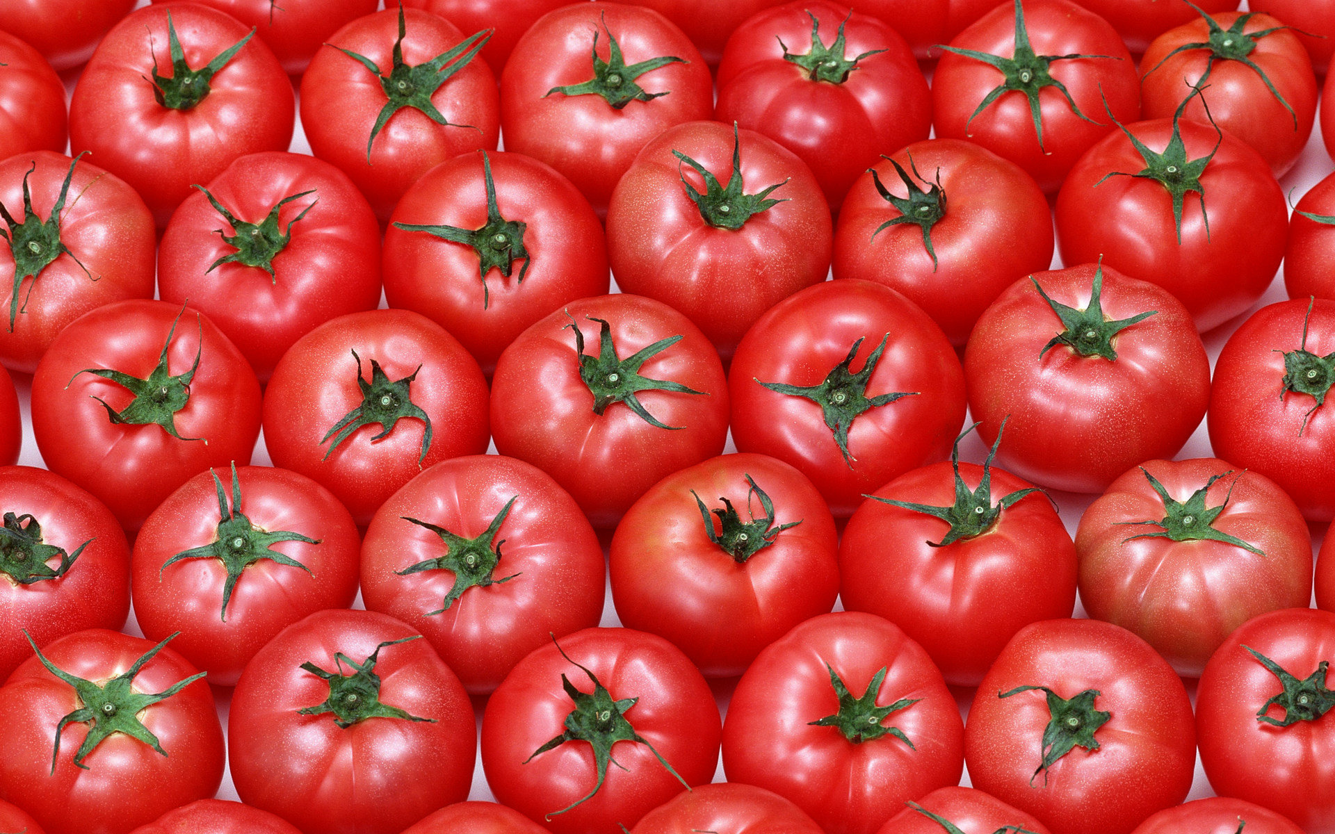 Download hd 1920x1200 Tomato computer wallpaper ID:95399 for free
