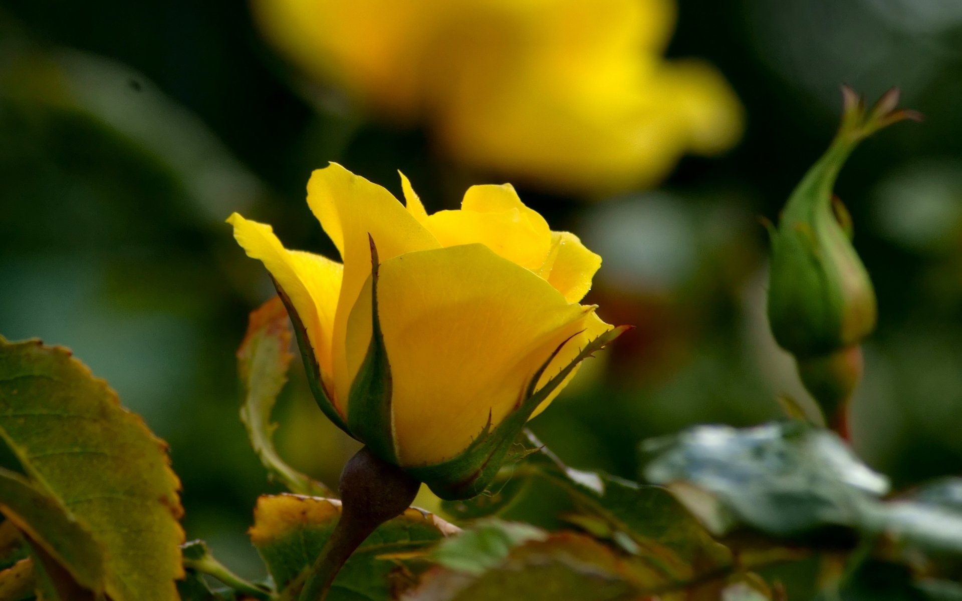 Yellow Rose Wallpaper Hd : Search Results For Girly Yellow Roses Yellow