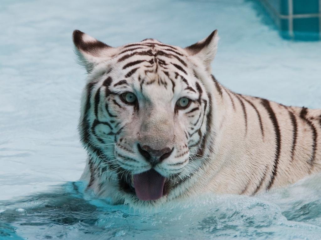 Awesome White Tiger free wallpaper ID:174927 for hd 1024x768 computer