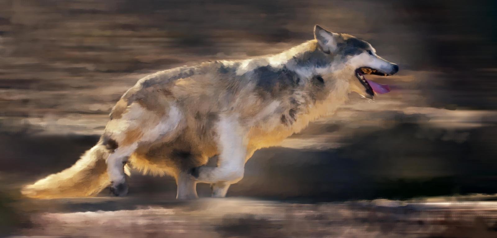 High resolution Wolf hd 1600x768 background ID:118271 for computer