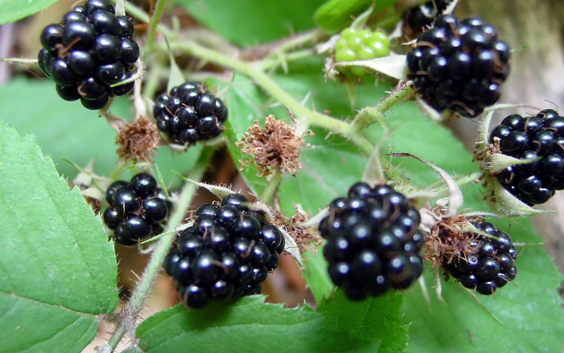 Free download Blackberry wallpaper ID:387390 hd 1920x1200 for PC