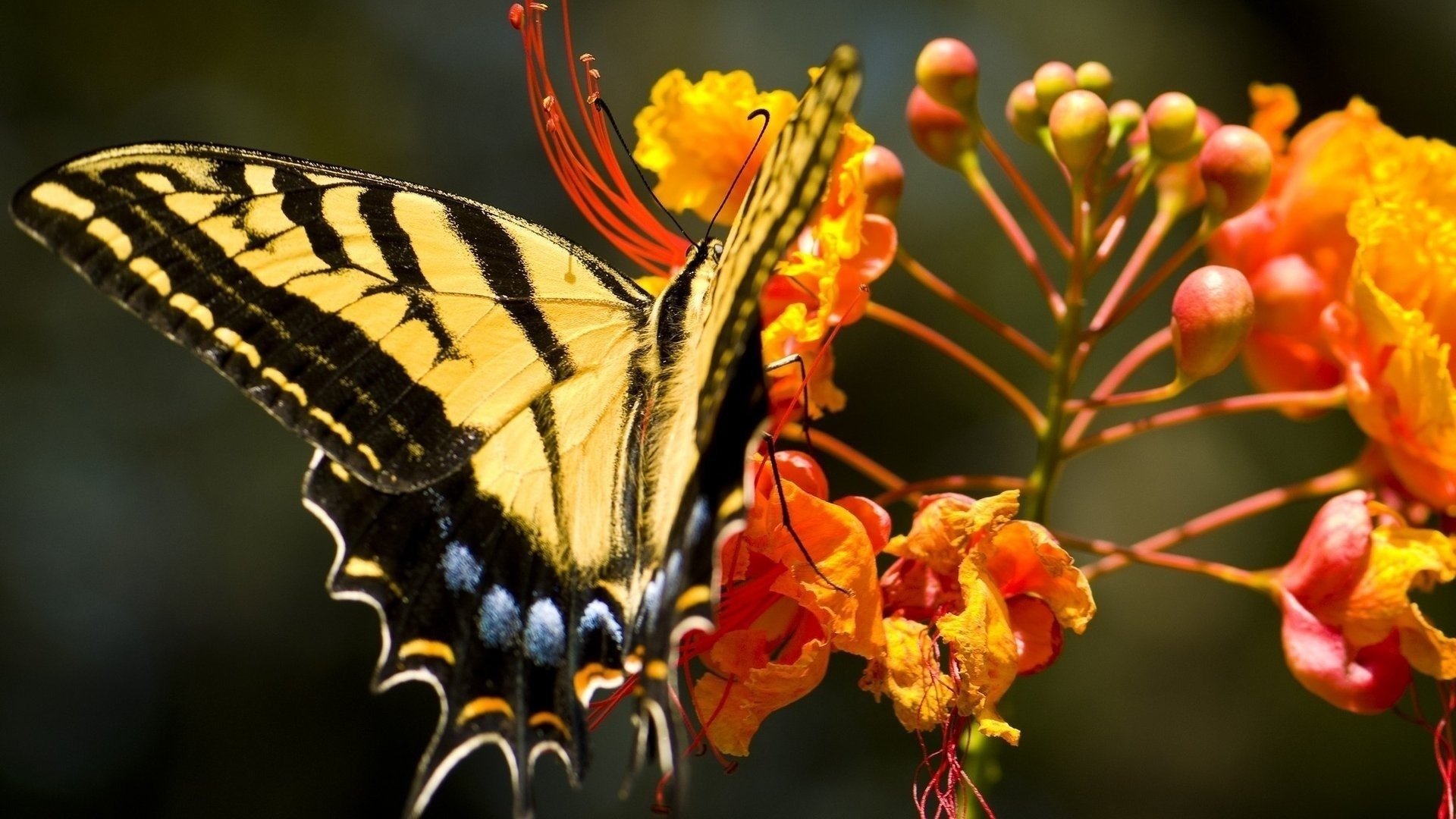 Free download Butterfly wallpaper ID:168035 hd 1080p for computer