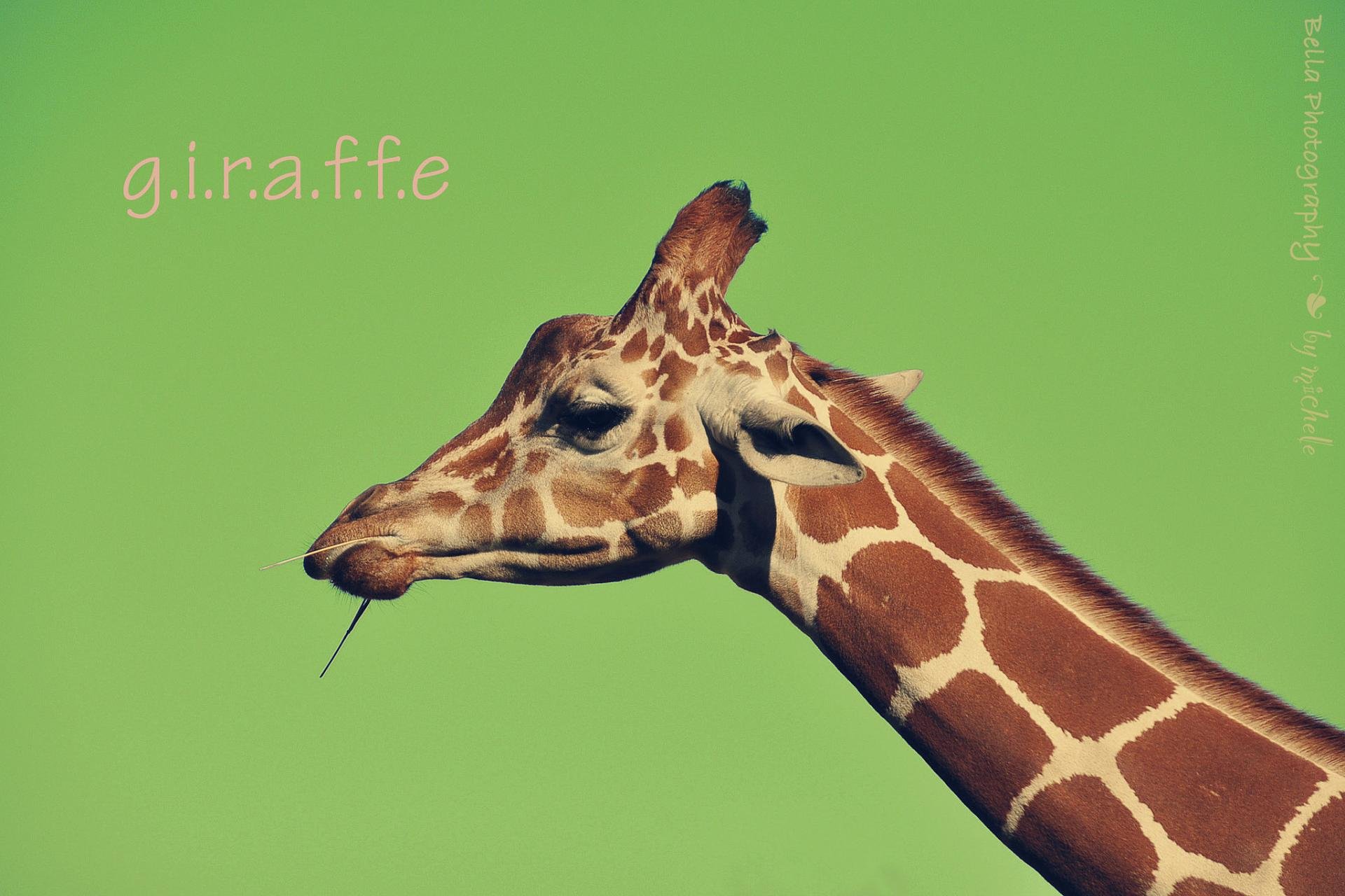 Download hd 1920x1280 Giraffe desktop wallpaper ID:332522 for free