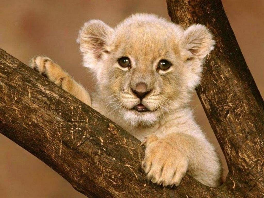 High resolution Lion hd 1024x768 wallpaper ID:255215 for computer