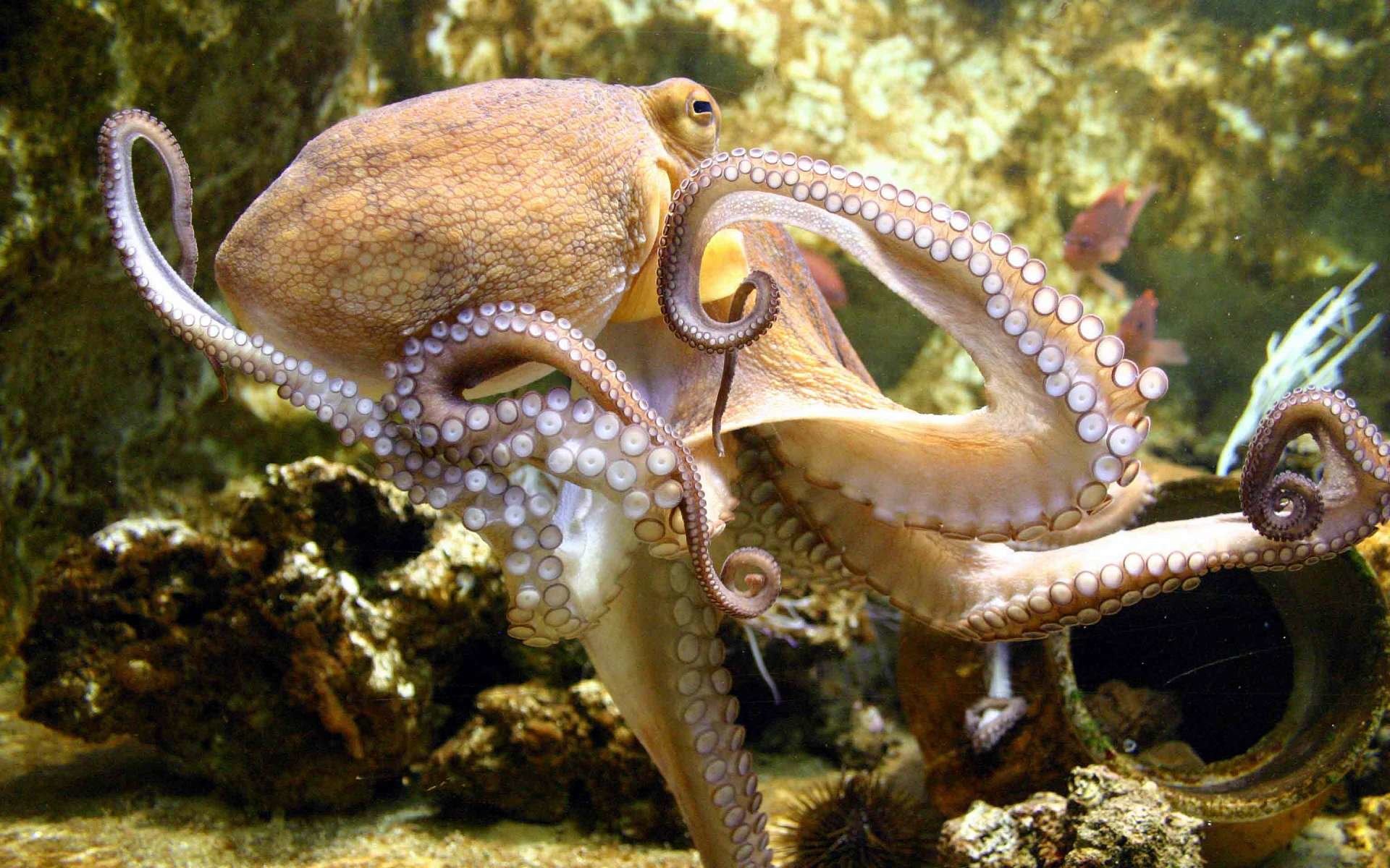 Free Octopus high quality background ID:350565 for hd 1920x1200 computer
