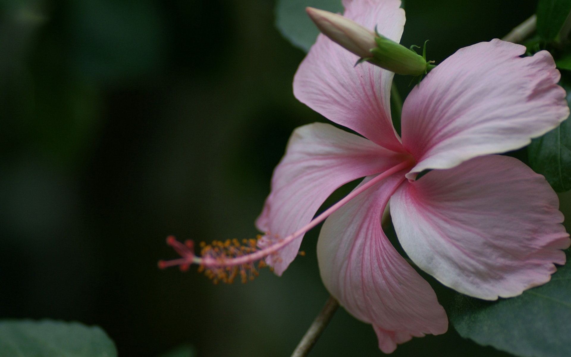 Awesome Hibiscus free wallpaper ID:24464 for hd 1920x1200 desktop