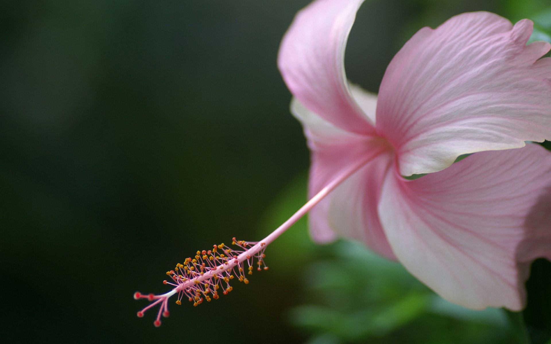 High resolution Hibiscus hd 1920x1200 wallpaper ID:24480 for PC