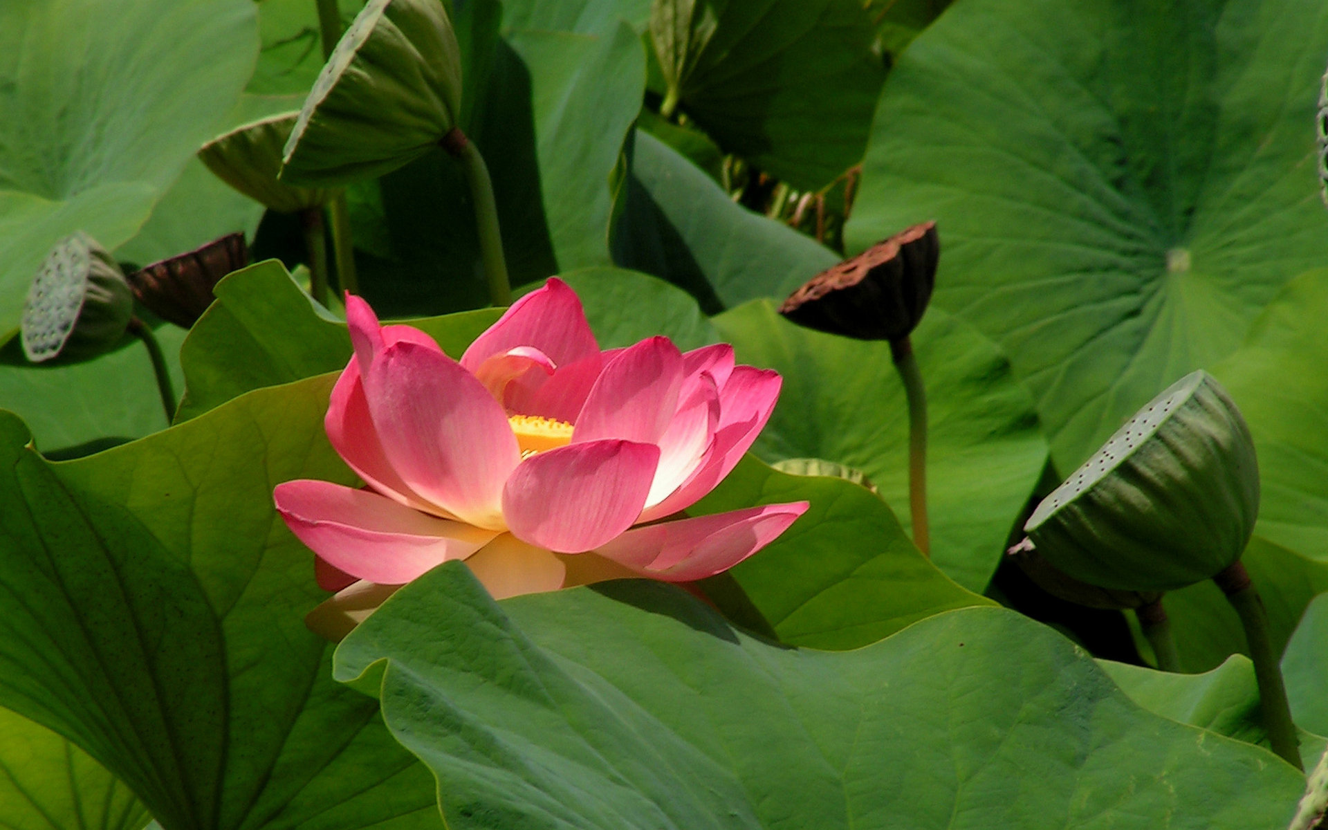 Awesome Lotus flower free wallpaper ID:48451 for hd 1920x1200 PC